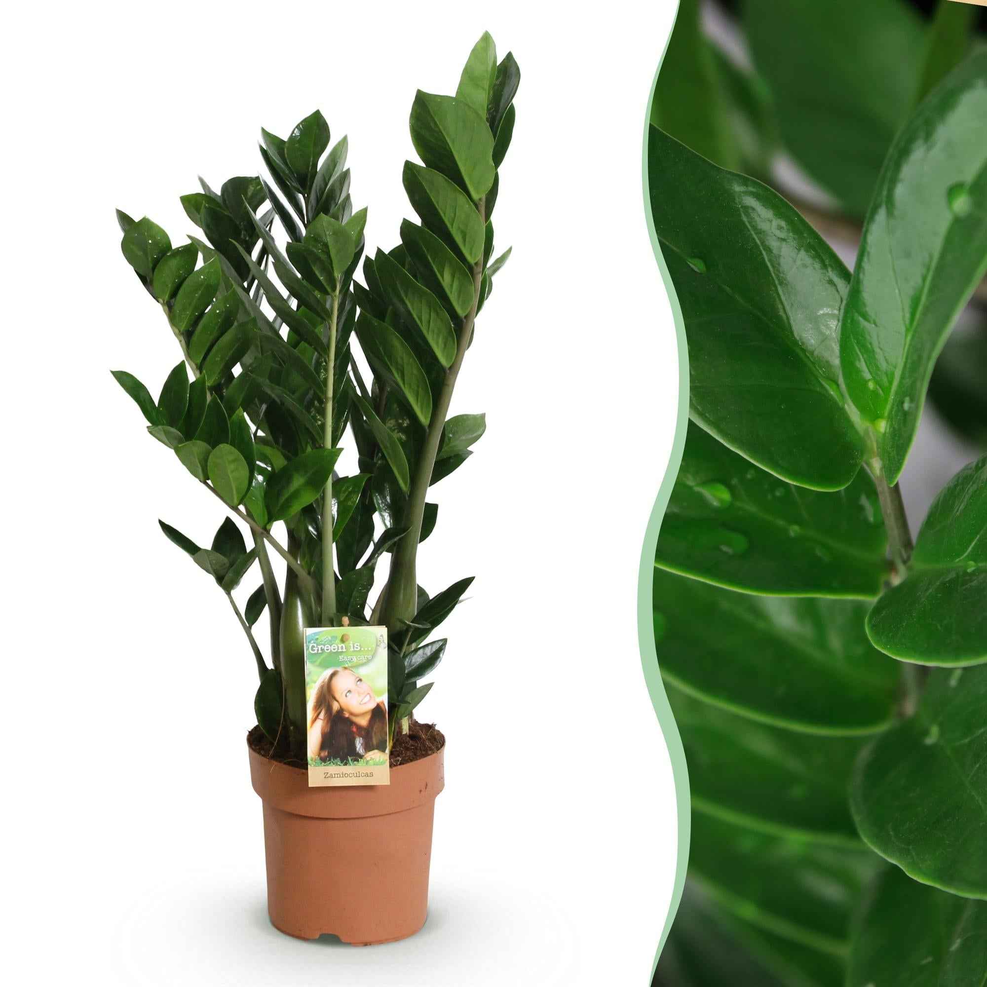 Image of Zamioculcas – ZZ – Pflanze 65-75cm – 17cm – Pflegeleichte dunkelgrüne Zimmerpflanze – Robuste Grünpflanze für Wohnzimmer, Büro & Schlafzimmer-1