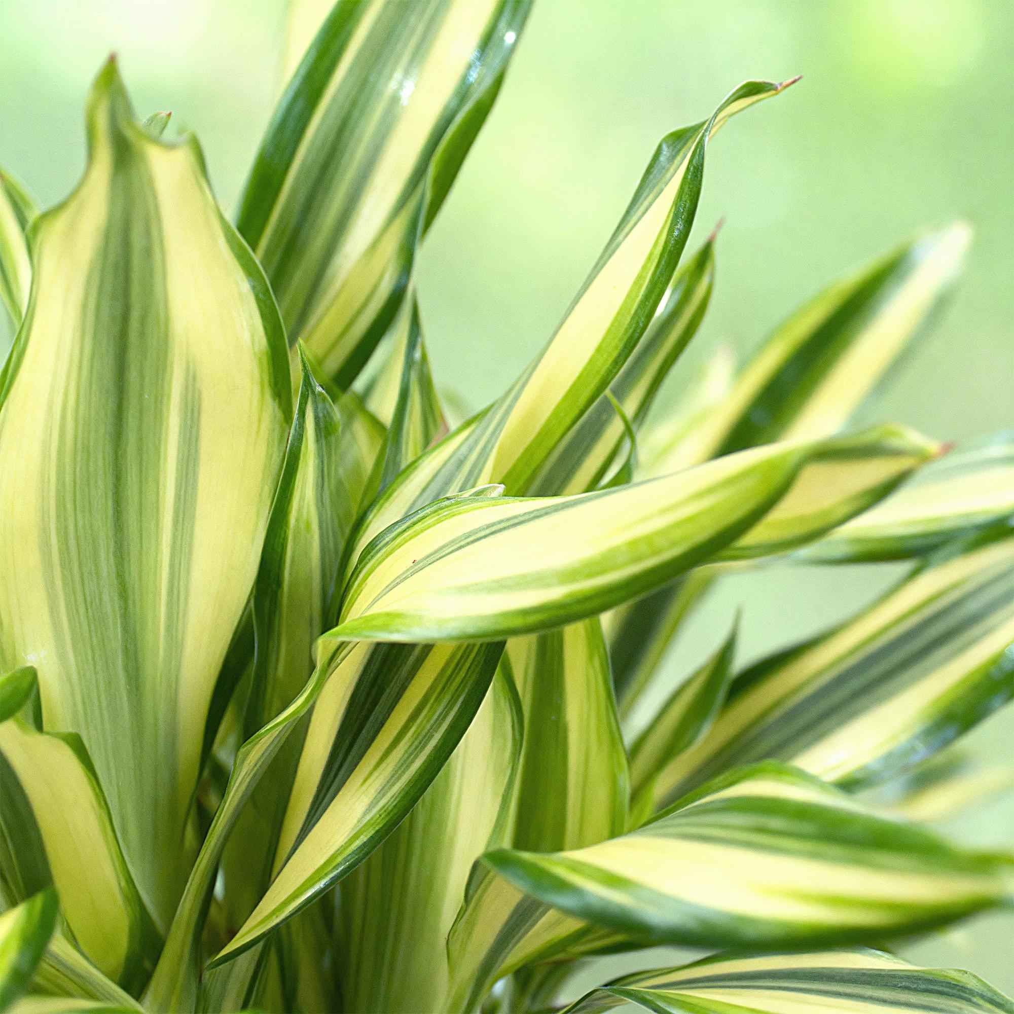 Image of Dracaena fragrans Diamond Dream – 50-55cm – 17cm inkl. Naturkorb – Pflegeleichter Drachenbaum-4