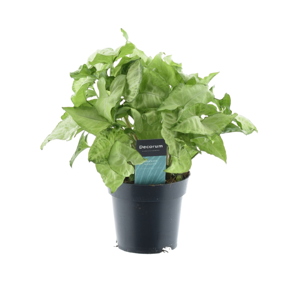 Image of Syngonium White Butterfly 'Feel Green' – Zimmerpflanze – Ø14cm – ↕35cm – Pflegeleichte Kletterpflanze mit hellgrünen Blättern-0