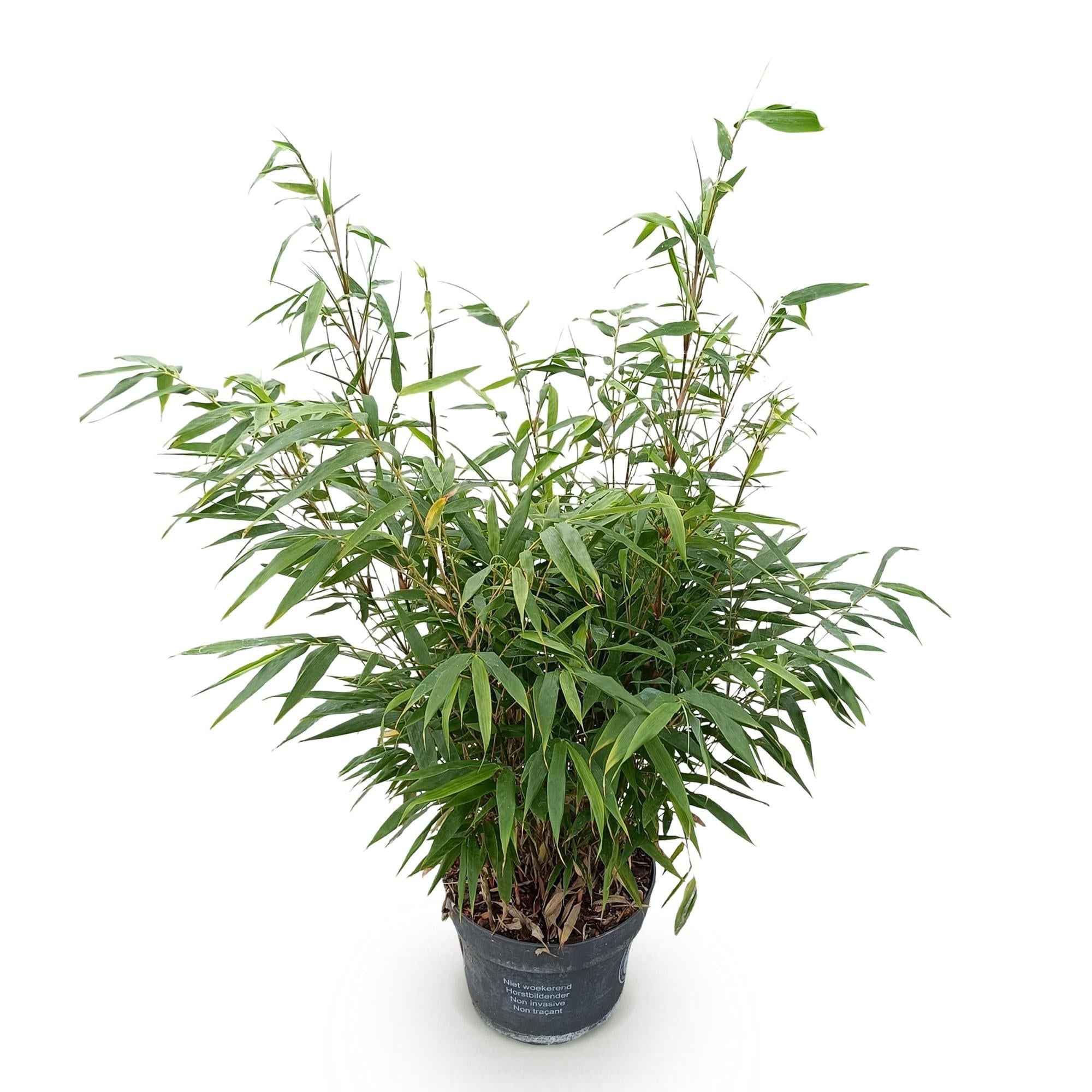 Image of Bambus Fargesia robusta Pingwu nicht wuchernd immergrün 80cm 23cm für Garten Terrasse Balkon Hecke Sichtschutz pflegeleicht winterhart grüne-2