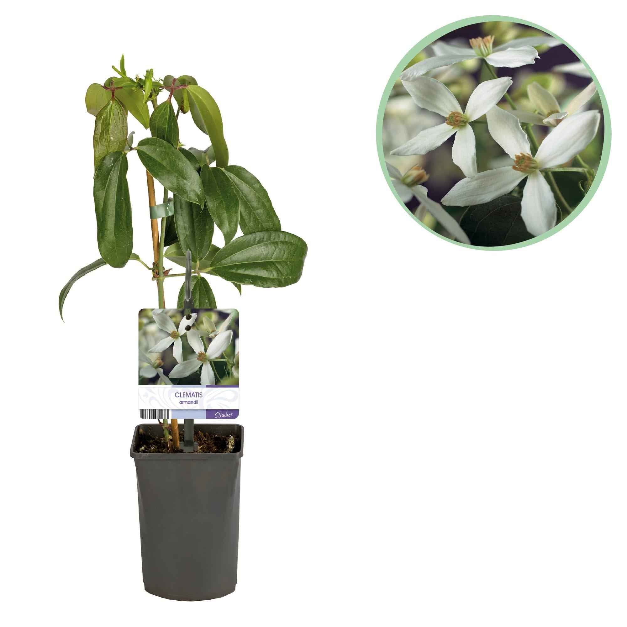 Image of Kletterpflanze – Clematis armandii – Weiße Blüten – Immergrün – Duftend – 11cm – Höhe 40cm – Frühblüher – Pflegeleicht-1