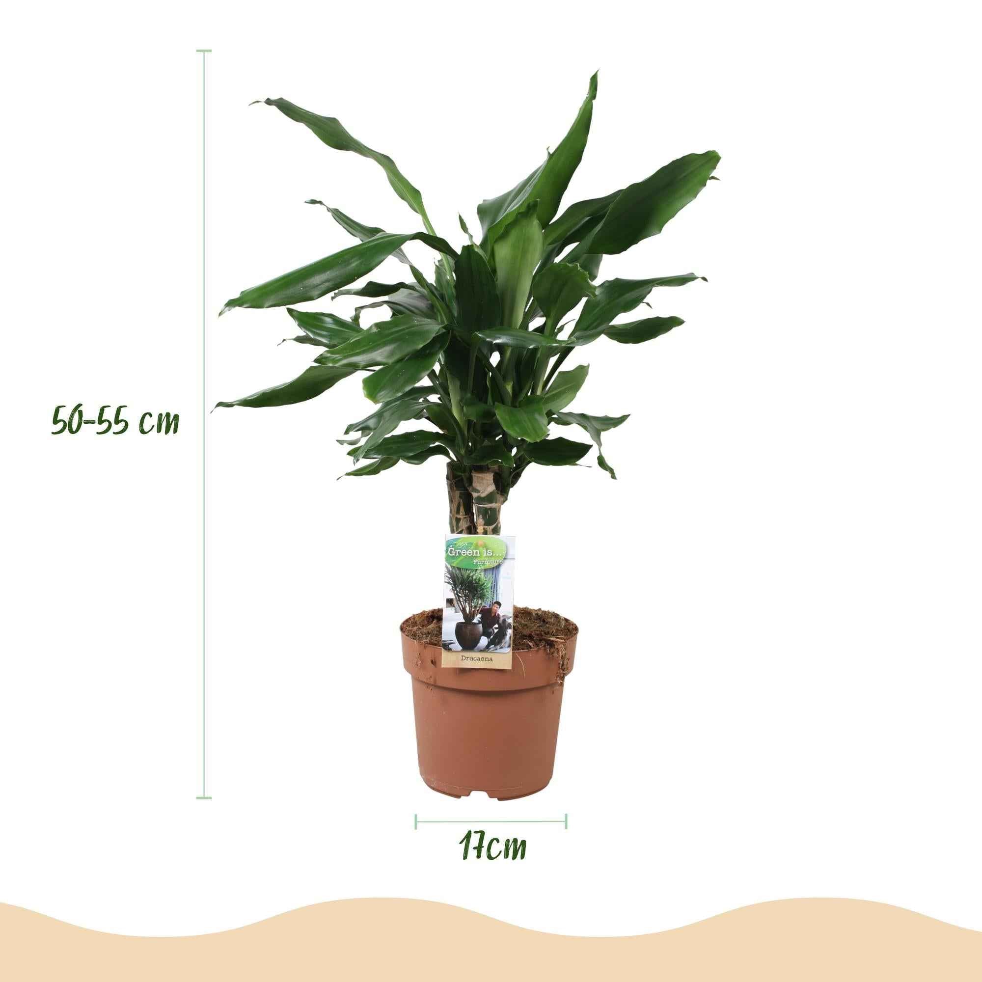 Image of Dracaena fragrans Steudneri – 50-55cm – 17cm – Pflegeleichter Drachenbaum – Grüne Zimmerpflanze für Wohnzimmer, Büro & Schlafzimmer-2