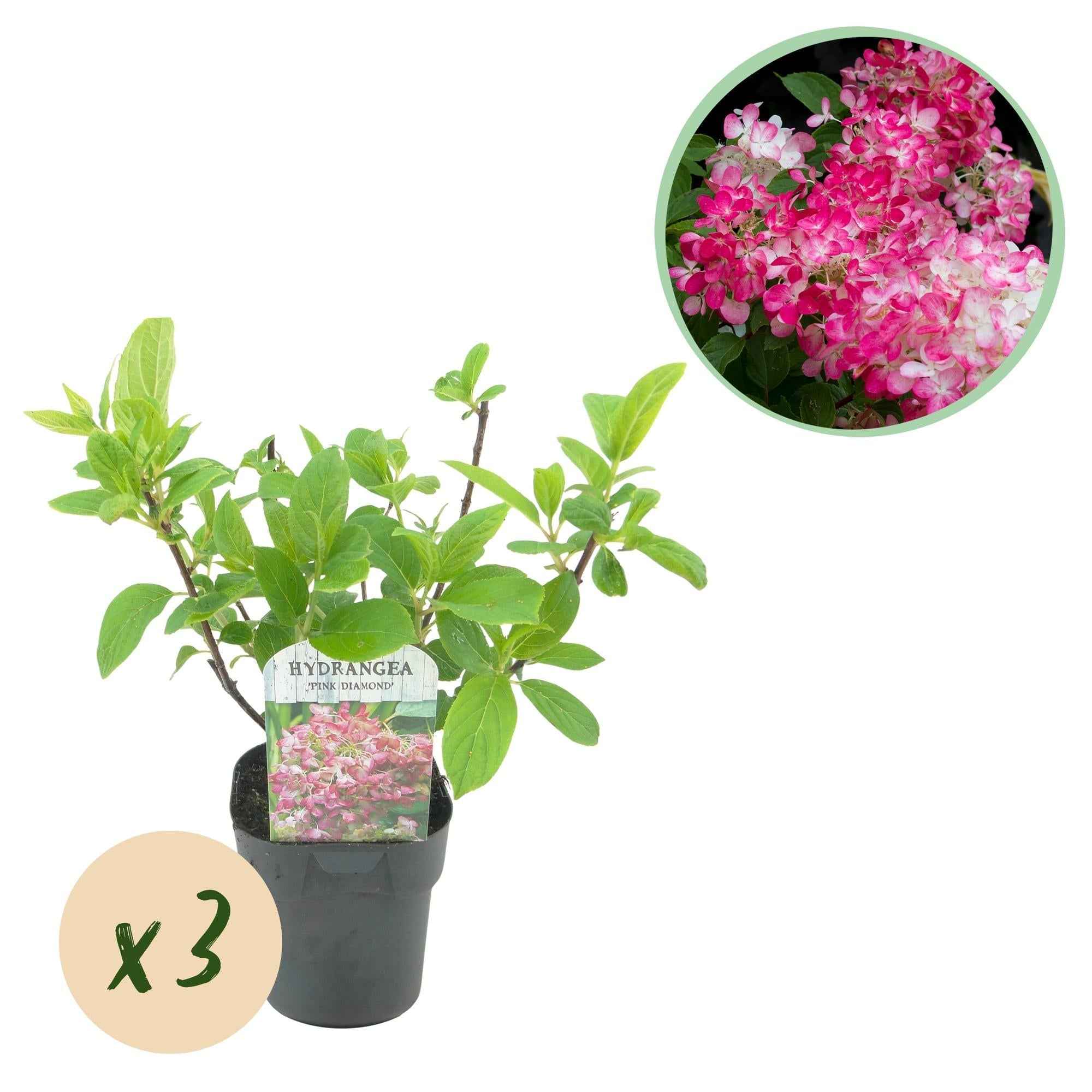 Image of Rispenhortensie – Hydrangea panniculata Pink Diamond – Blüte Weiß – Rosa – 3 Pflanzen für 1m² – Laubabwerfend – Große Blüten – 17cm – Höhe ca. 50cm-0