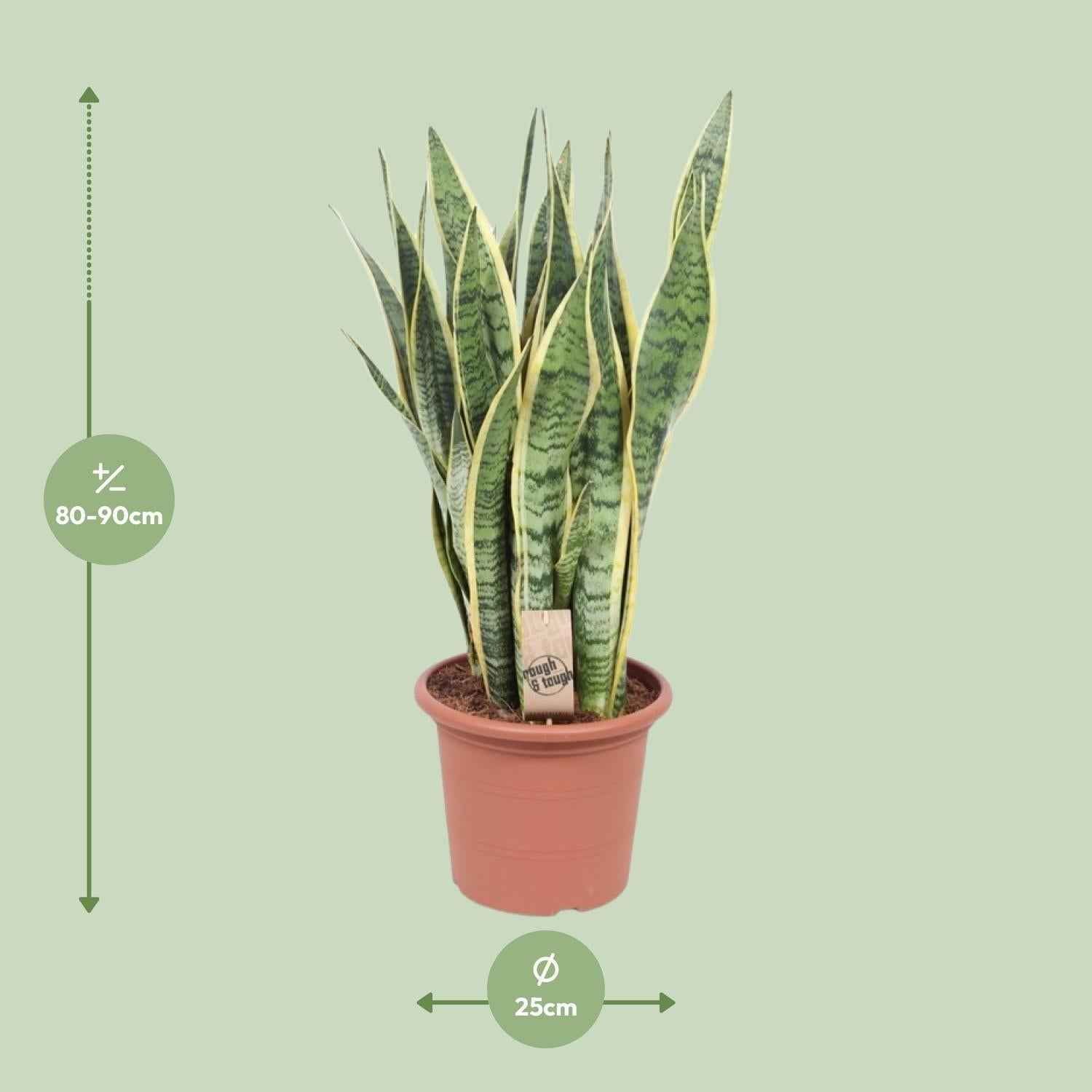 Image of Bogenhanf – Sansevieria Trifasciata Laurentii – Ø25cm x ↕85cm – Schwiegermutterzunge mit gelb gerandeten Blättern