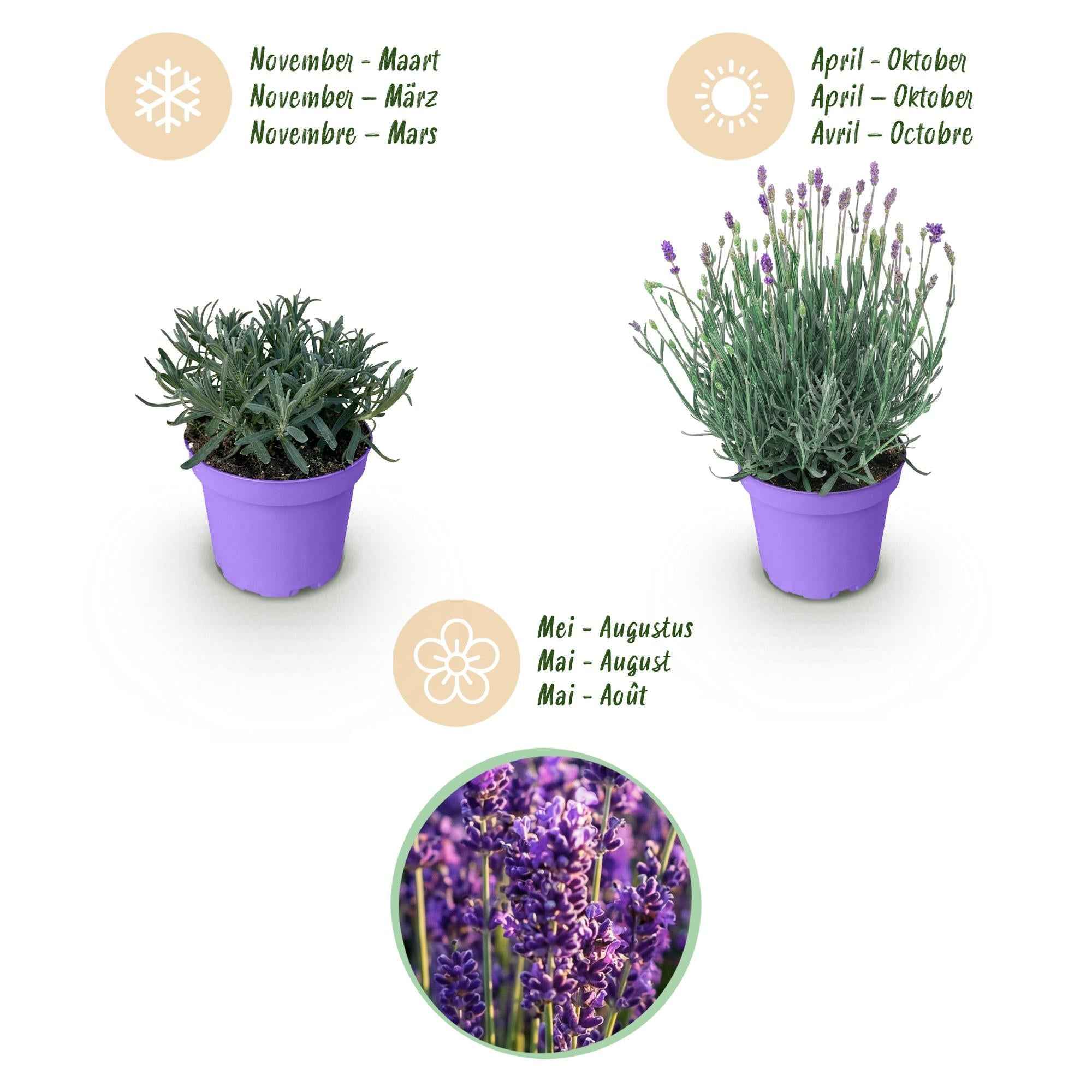 Image of Lavendel Lavandula angustifolia Munstead winterhart violett 15-25cm 12cm duftend bienenfreundlich für Garten Balkon Terrasse Beet pflegeleicht