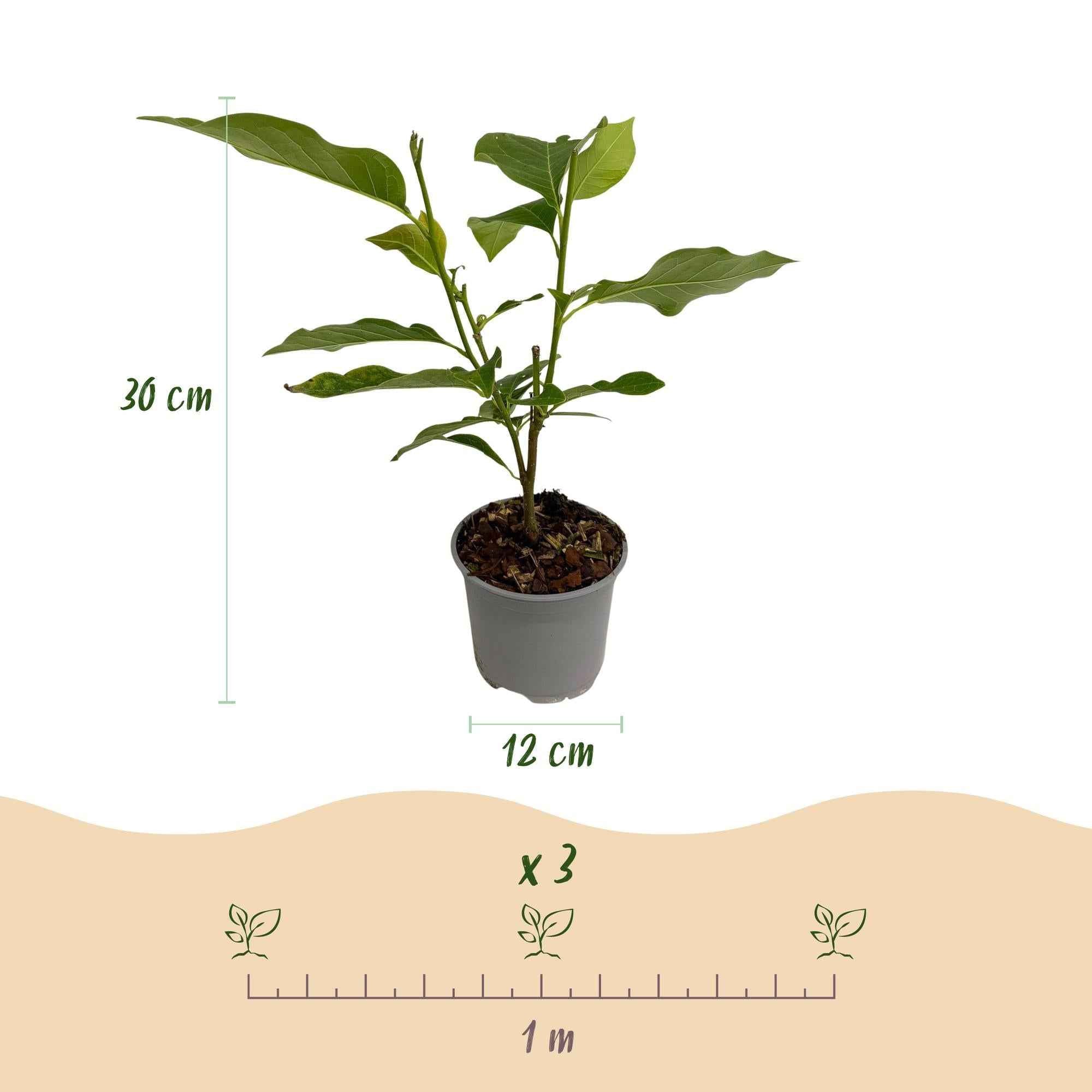 Image of Magnolia George Henry Kern – 12cm – Höhe ca. 30cm – Rosa duftende Blüten – Laubabwerfender Zierstrauch – Pflegeleicht für Beet, Balkon & Terrasse-2