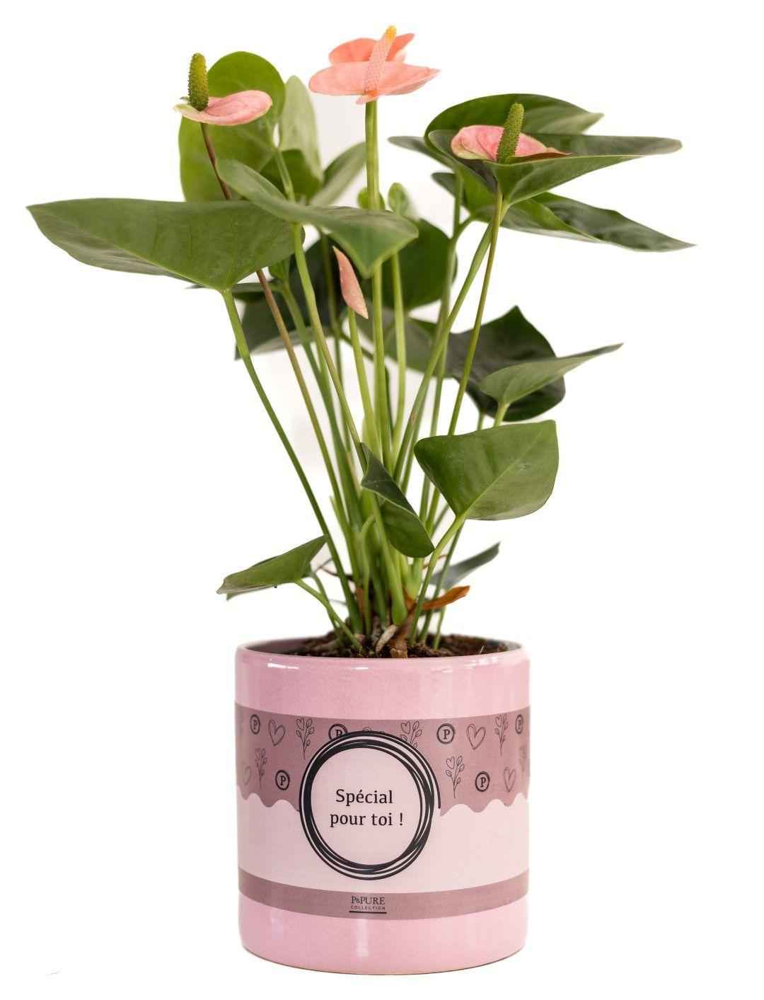 Image of Anthurium Pink (Spirit) in SPECIAL POUR TOI Topf – Ø12cm ↕45cm – Edle Flamingoblume mit pinken Blüten-0
