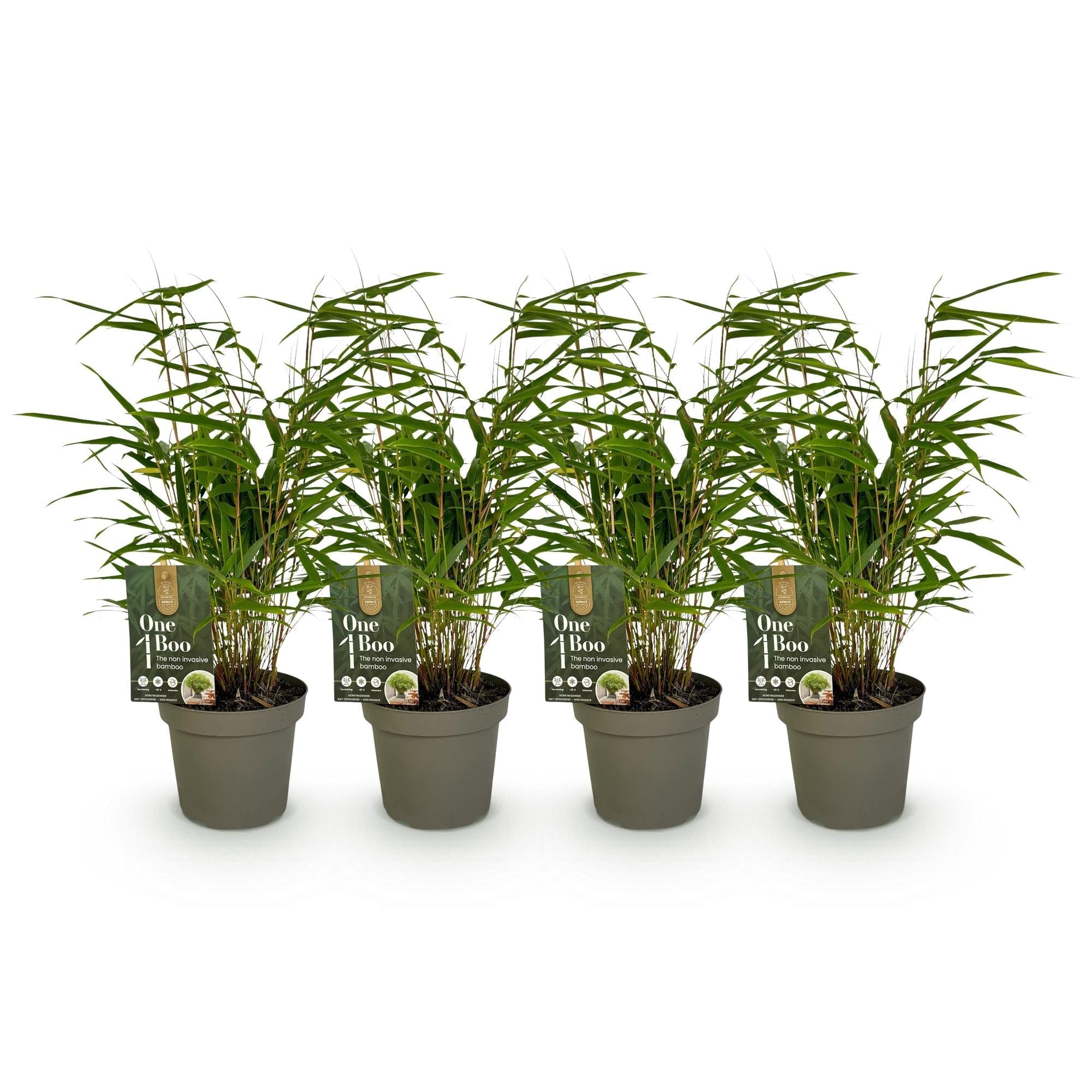Image of Bambus Fargesia rufa – Immergrün – 4 Pflanzen – Nicht ausbreitend – Grüner Bambus für Hecke, Garten & Terrasse – Ø14cm Höhe ca. 35cm-2