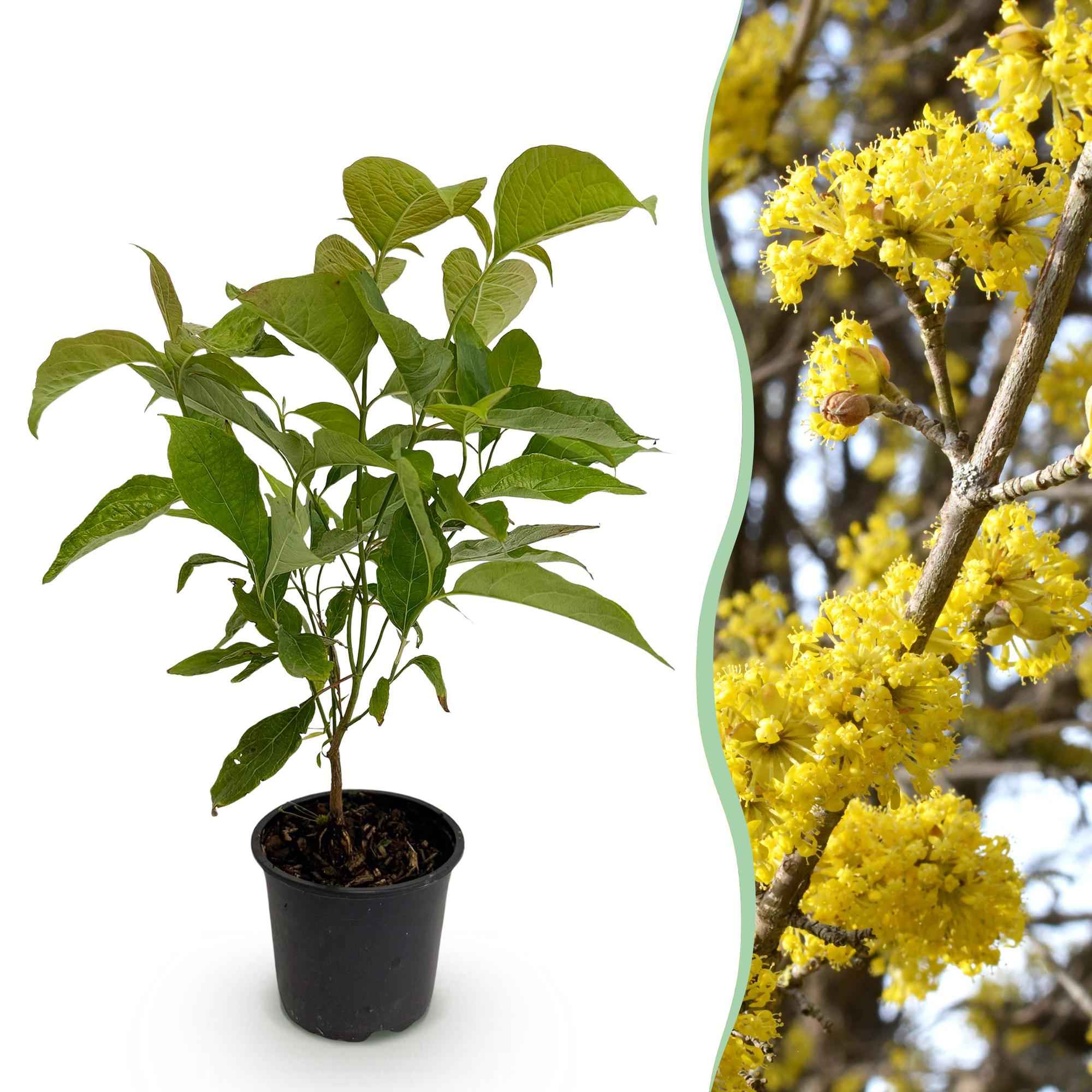 Image of Cornus mas – 12cm – Höhe ca. 35cm – Gelbe Frühjahrsblüte & dunkelgrünes Laub – Laubabwerfender pflegeleichte Kornelkirsche für Beet, Balkon & Terrasse-0