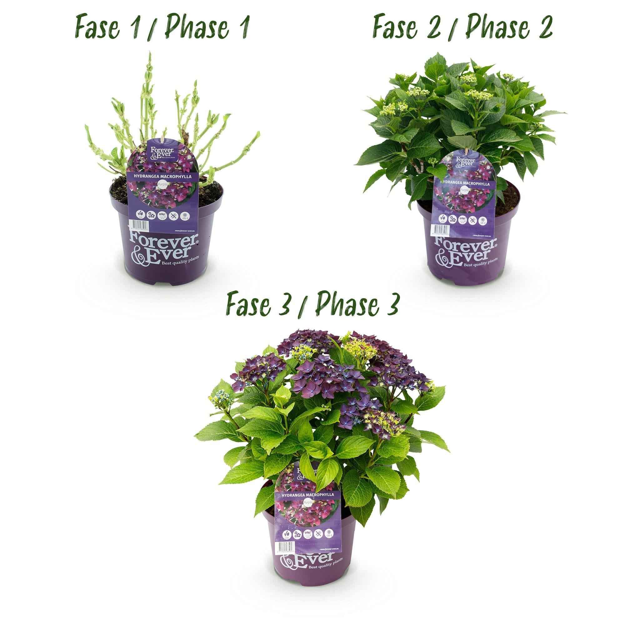 Image of Hortensie Forever & Ever – Lila – 2 Pflanzen – Hydrangea macrophylla – 23cm – Ca. 55cm hoch – 7-12 Blüten – Für Balkon, Terrasse & Beet-3