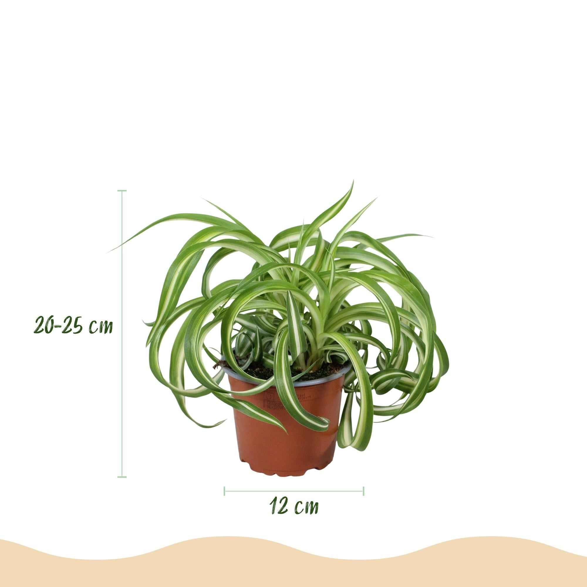 Image of Grünlilie Chlorophytum comosum Bonnie Lockige Graslilie – Haustierfreundliche Zimmerpflanze im 12cm Topf – Höhe ca.20cm-2