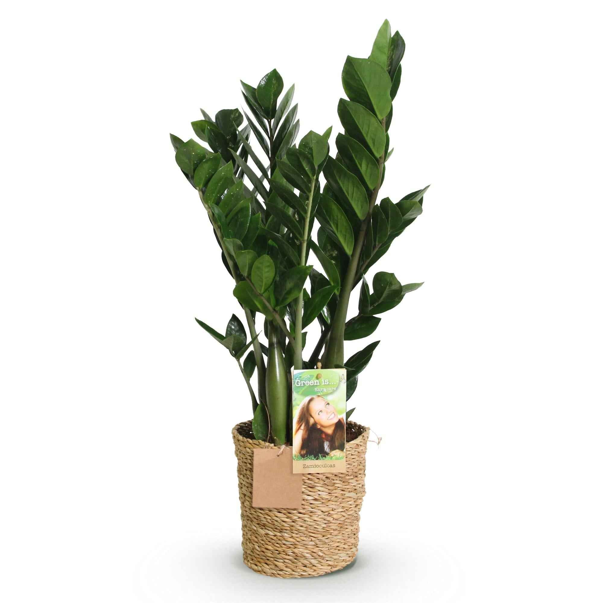 Image of Zamioculcas – 65-75cm – 17cm inkl. Naturkorb – Pflegeleichte ZZ – Pflanze – Robuste Grünpflanze für Wohnzimmer, Büro & Schlafzimmer-0