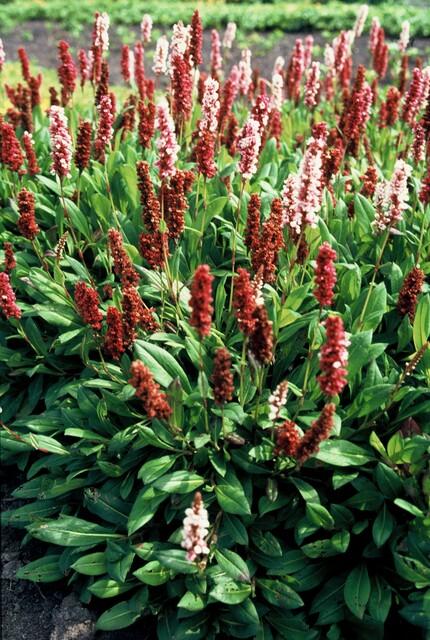 Image of Schneckenknöterich Persicaria aff. 'Darjeeling Red' – ↕10-25cm – Ø9cm – 6 Pflanzen – Rotes Laub – Sonne & Halbschatten – Pflegeleichte Staude-7