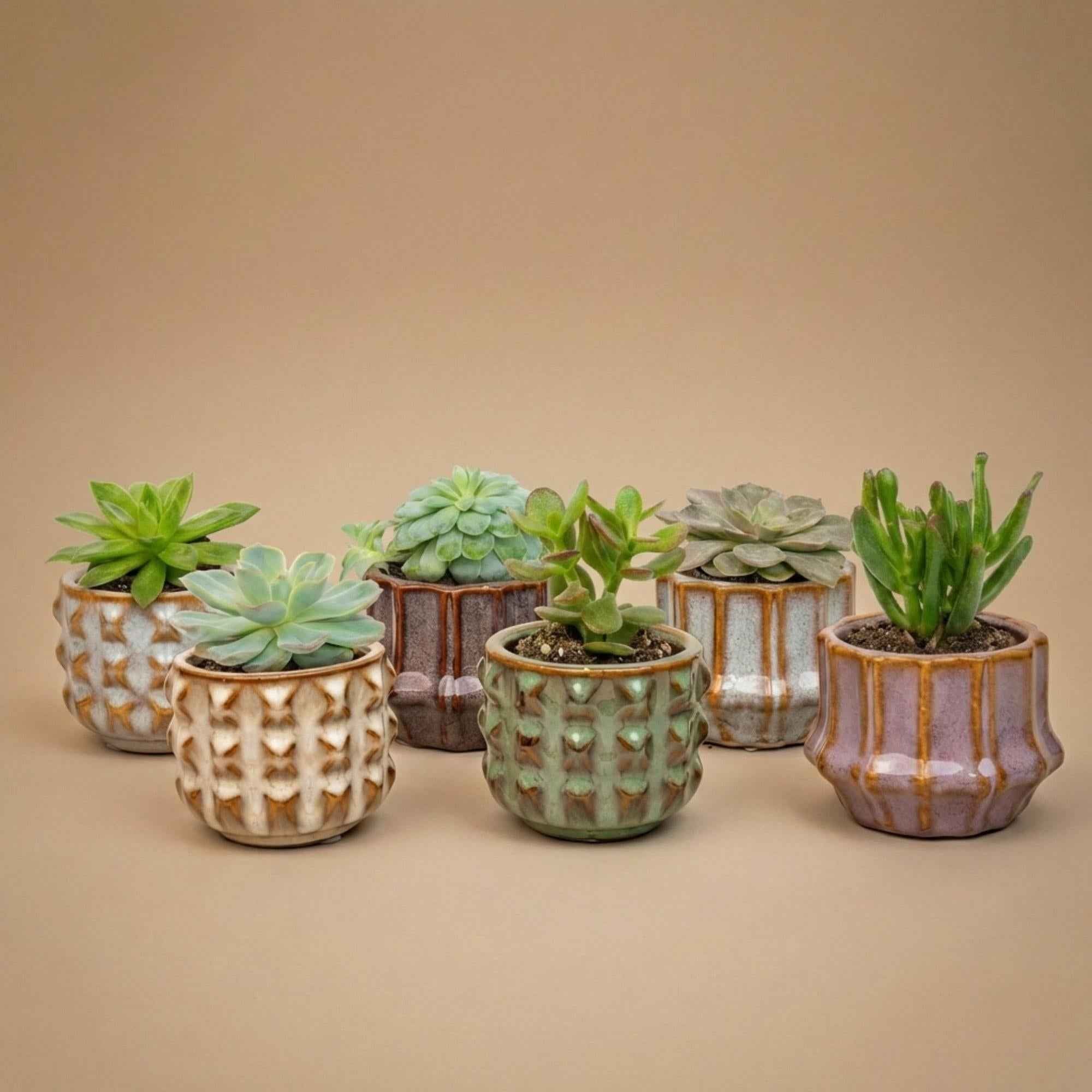 Image of Sukkulenten Set 6 Stück im Keramik Mini Topf San Juan – Höhe ca.8-12cm – ideal als Geschenkset-0