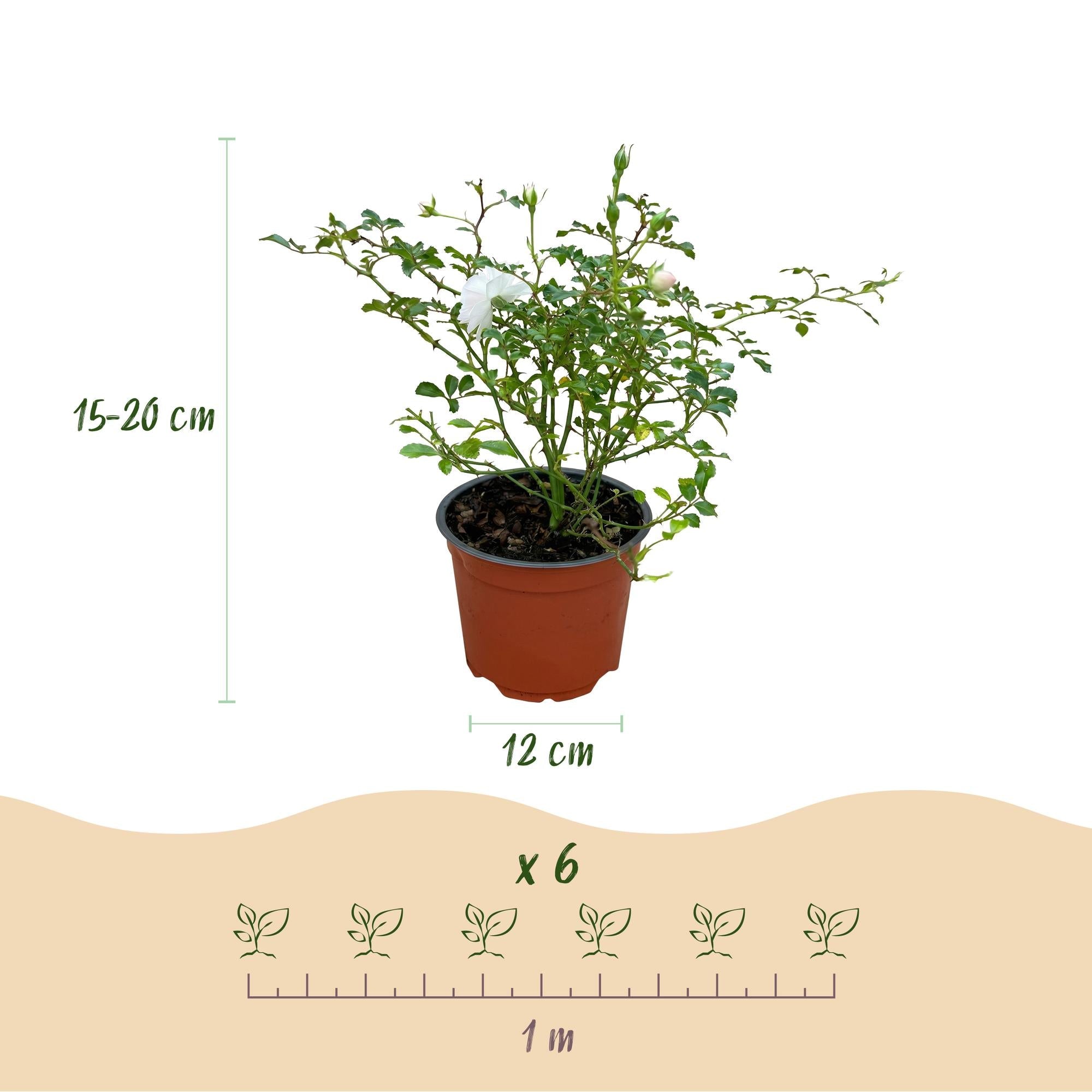 Image of Rose Rosa White Fairy winterhart weiß 20-25cm 12cm für Garten Balkon Terrasse Beet weiße Beetrose dauerblühend bienenfreundlich pflegeleicht kompakt-3