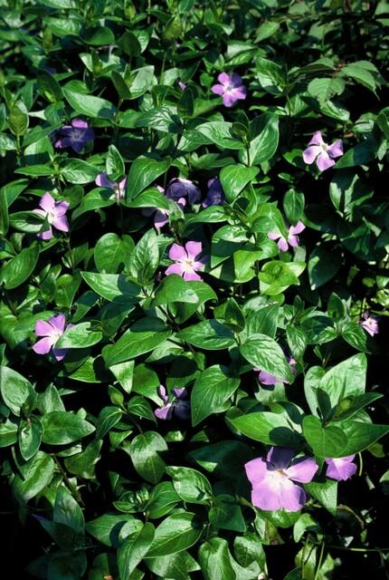 Image of Großes Immergrün Vinca major – ↕10-25cm – Ø9cm – 6 Pflanzen – Immergrüner Bodendecker mit violett – blauen Blüten-8