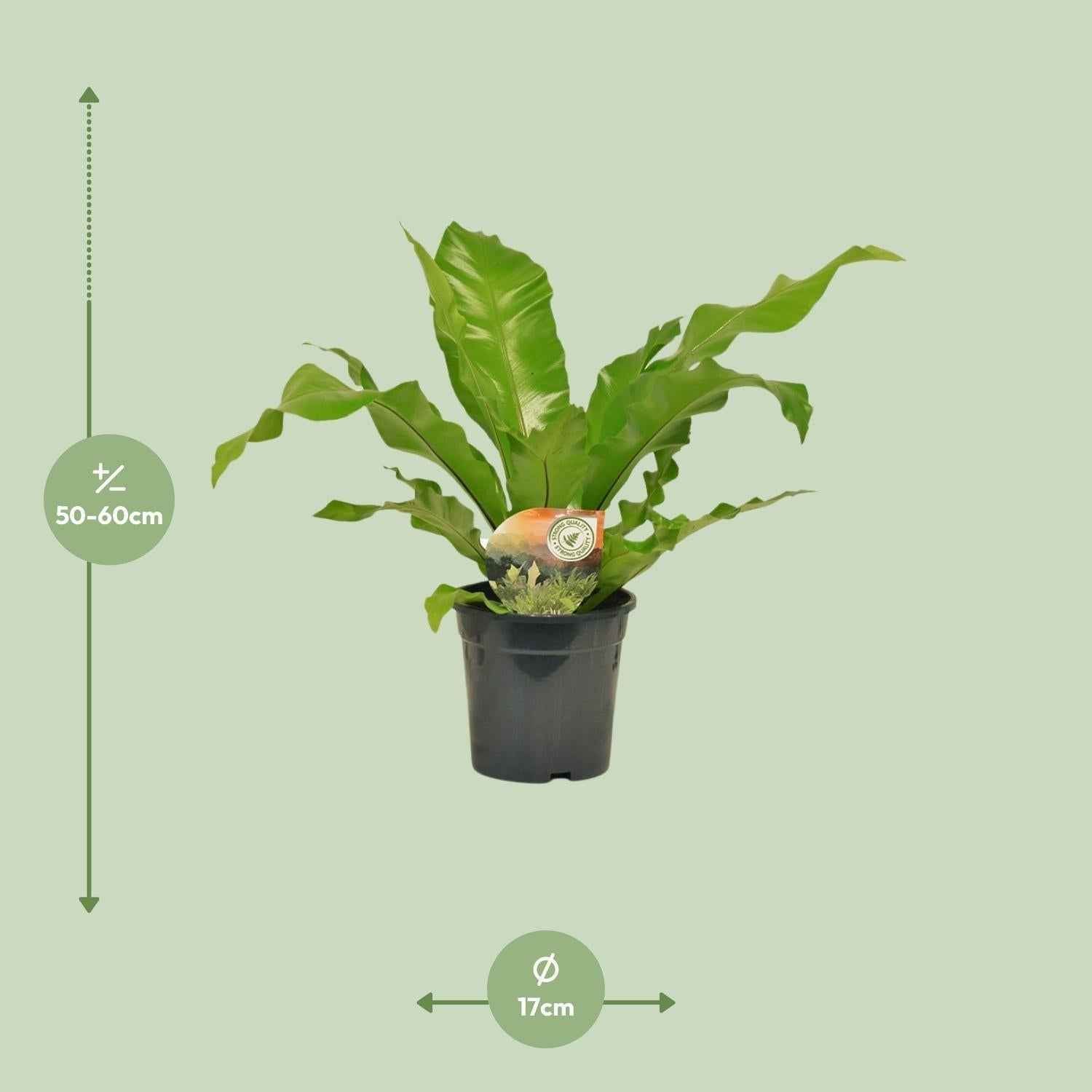 Image of Nestfarn Asplenium Nidus – Ø17cm – Höhe 60cm – Pflegeleichte Zimmerpflanze mit dekorativen Farnwedeln