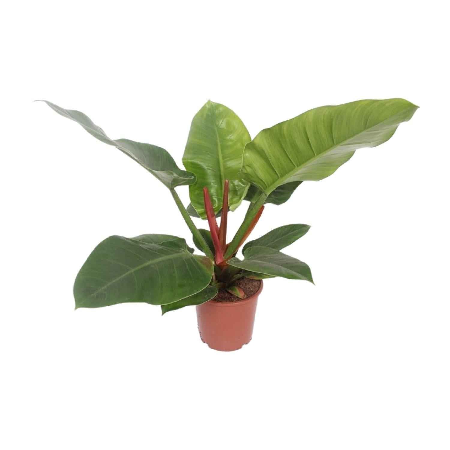 Image of Baumfreund – Philodendron Imperial Green – Zimmerpflanze – Ø17cm – ↕60cm – Tropische, pflegeleichte Grünpflanze mit glänzenden Blättern-0
