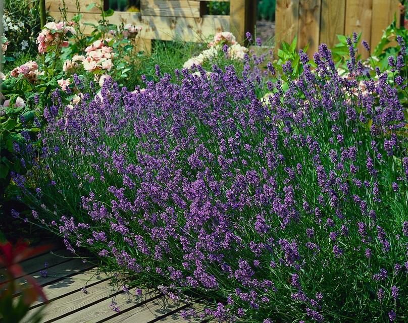 Image of Lavendel Lavandula ang. 'Munstead' – ↕10-25cm – Ø9cm – 60 Pflanzen – Violette Blüten, Bienen – & Schmetterlingsfreundlich, Winterhart-4