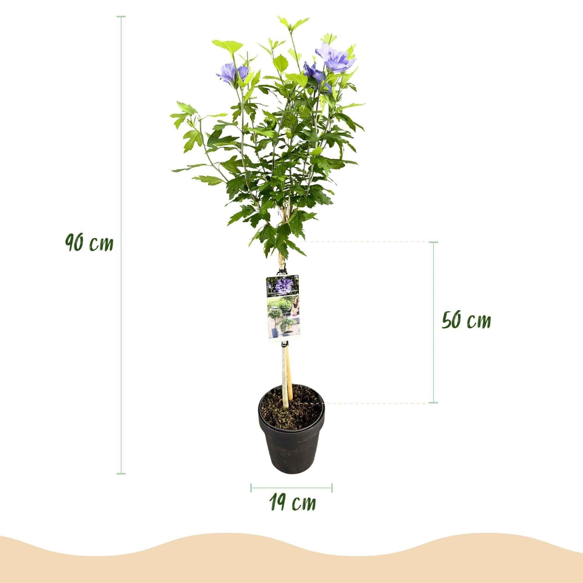 Image of Hibiscus syriacus Blue Chiffon – Pflegeleichte Stamm – Pflanze mit großen blauen Blüten – Laubabwerfend – Ø19cm – Höhe ca. 90cm-2