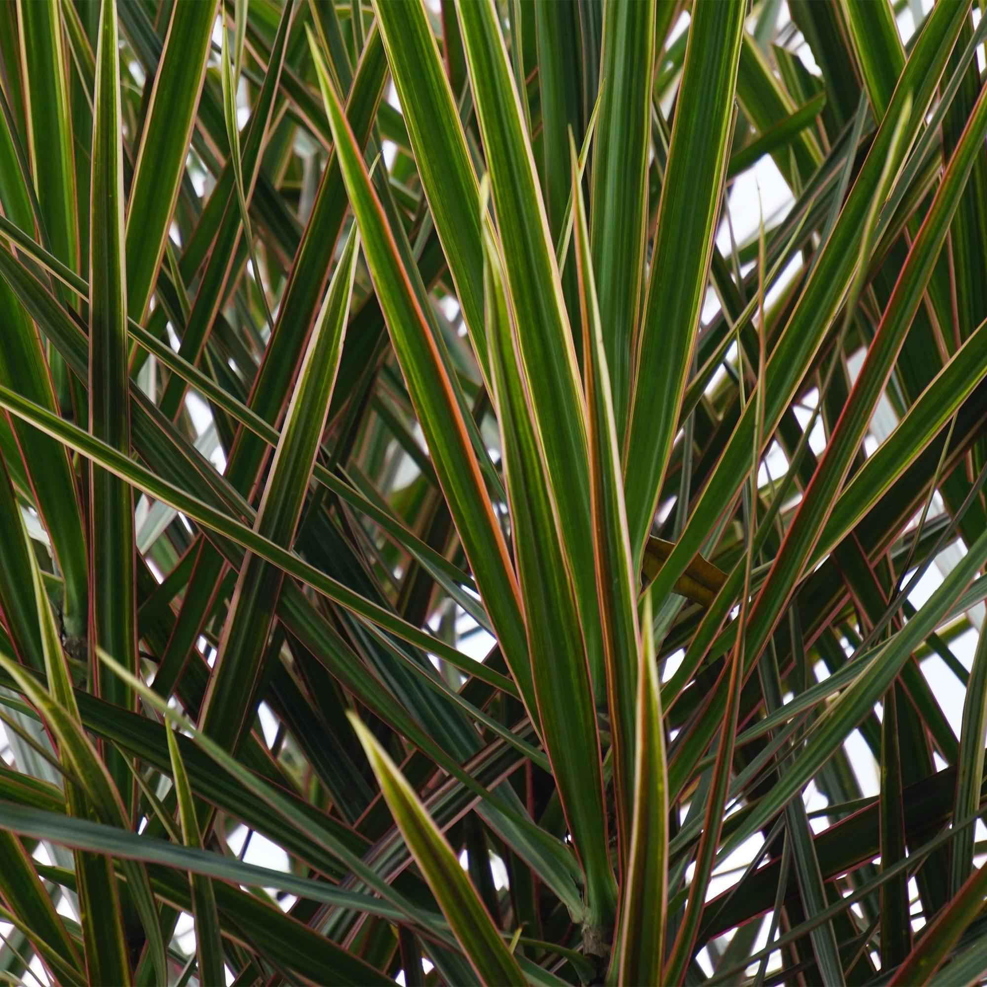 Image of Dracaena Marginata – 70-80cm – 17cm inkl. Naturkorb – Pflegeleichter Drachenbaum – Grün mit roten Rändern-4