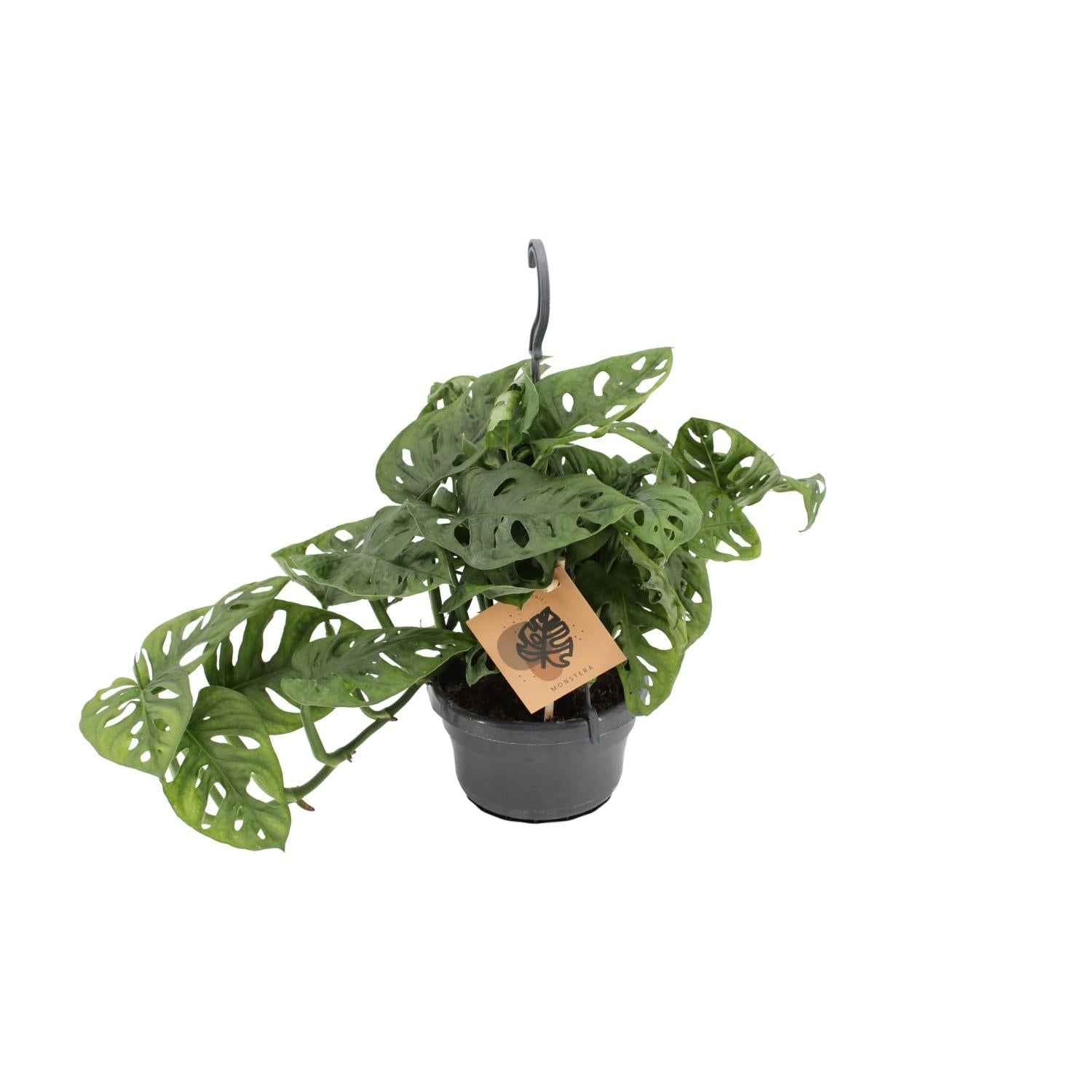 Image of Fensterblatt Monstera Monkey Leaf – Zimmerpflanze – Ø14cm – Höhe 30cm – Luftreinigend – Pflegeleicht – Tropischer Indoor – Dschungel
