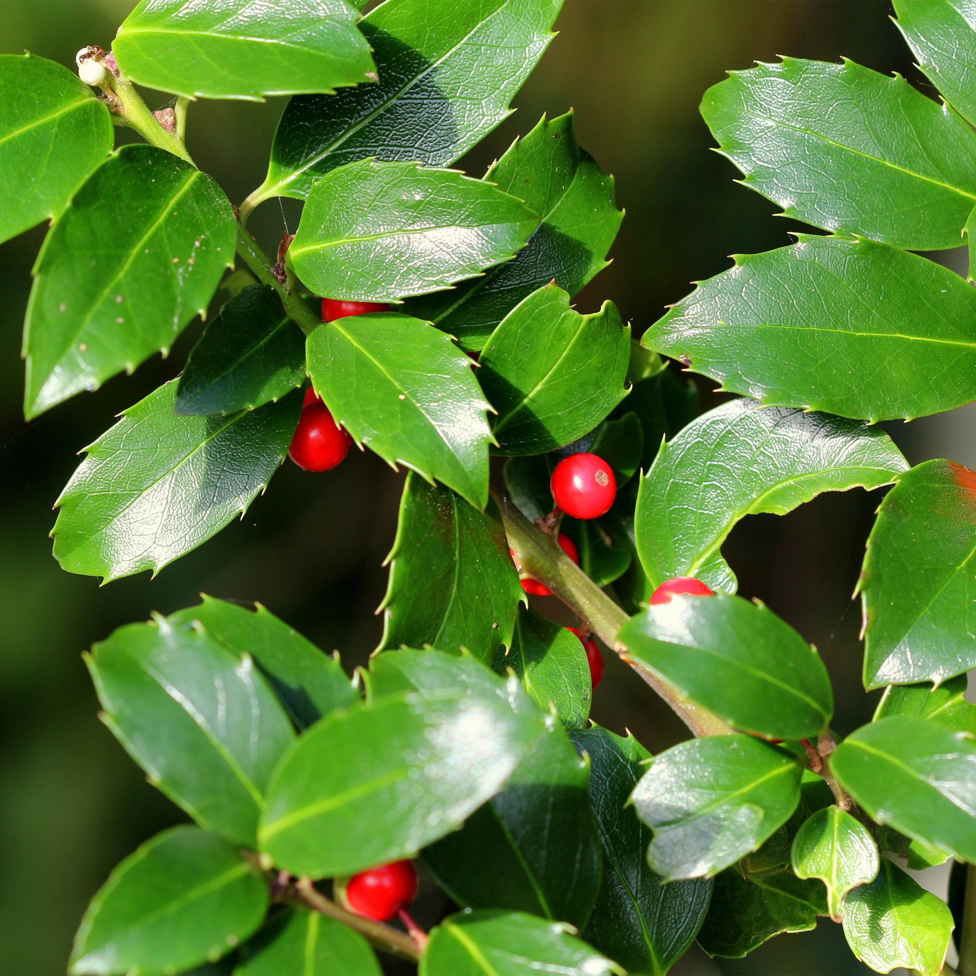 Image of Ilex meserveae 'Blue Maid' – Immergrüne Stamm – Pflanze – Ø19cm – Höhe ca. 90cm – Terrassenpflanze & Gartenpflanze – Pflegeleicht & wetterfest-4