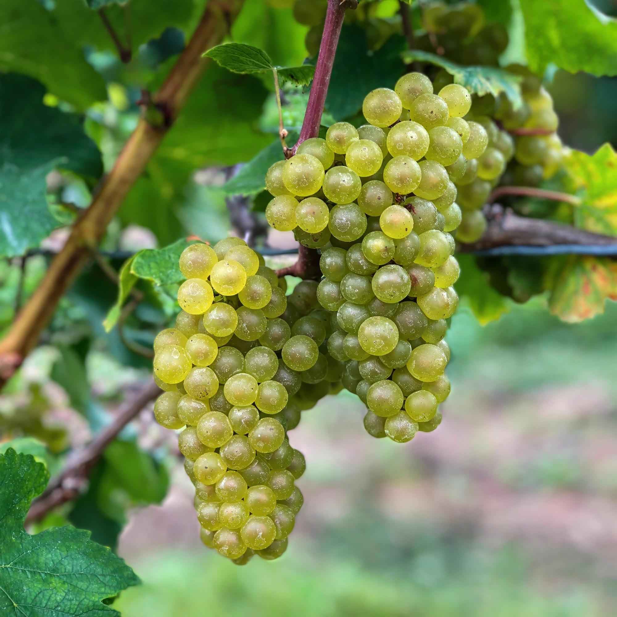 Image of Weinrebe Vitis vinifera 'Bianca' – Weiße Traube – 2 Pflanzen – Ø15cm – Höhe ca. 50cm – Süße Tafeltrauben – Reich an Vitaminen