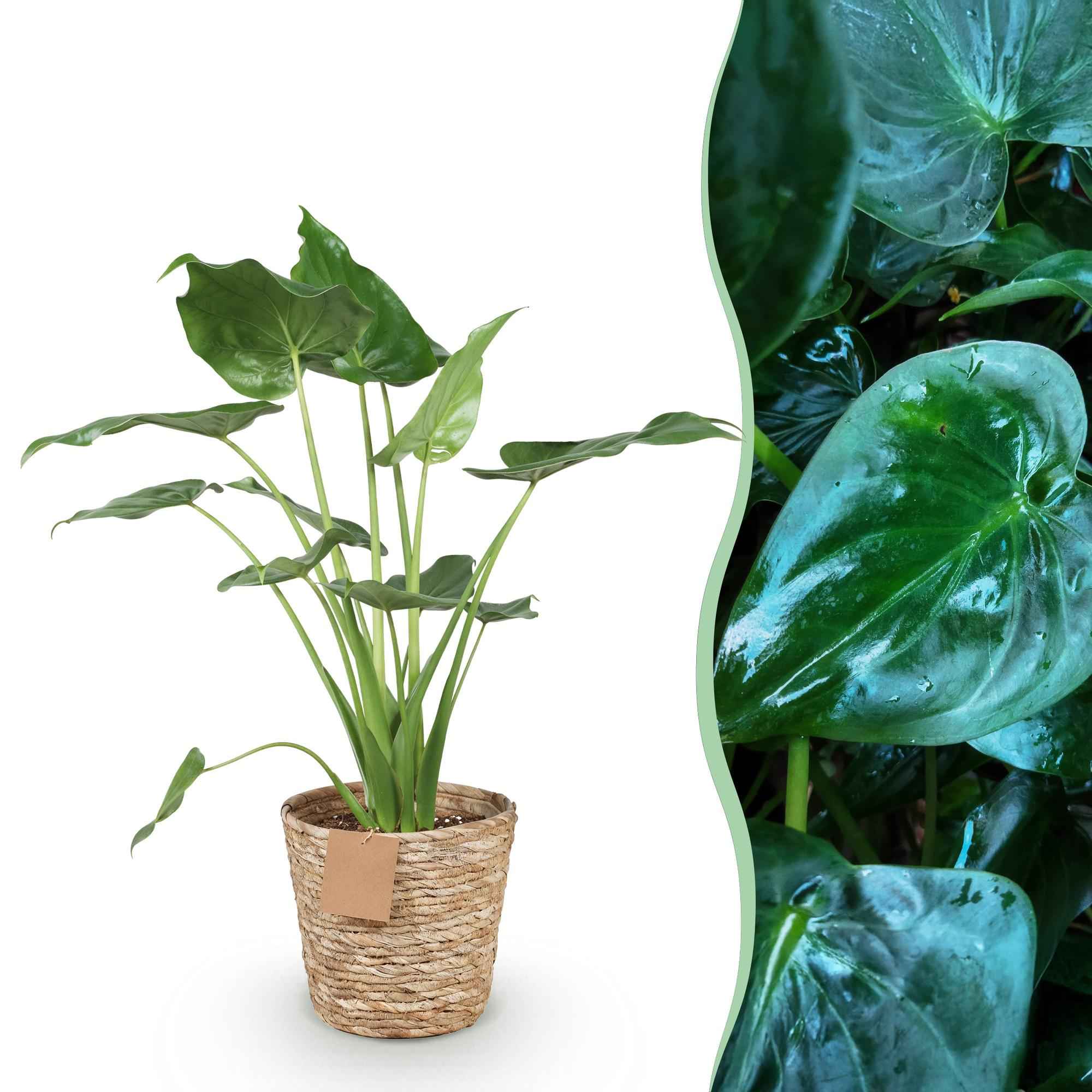 Image of Alocasia Cucullata – Buddha – Hand – 65-70cm – 21cm inkl. Naturkorb – Pflegeleichte exotische Zimmerpflanze – Herzförmige glänzende Blätter-1