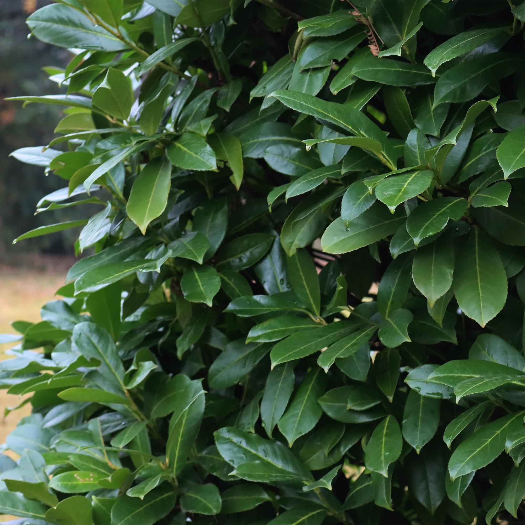 Image of Kirschlorbeer Prunus laurocerasus Caucasica – Immergrün – 8 Pflanzen für 1m Hecke – Schnellwachsende & winterharte Heckenpflanze – Ø9cm Höhe 30-35cm