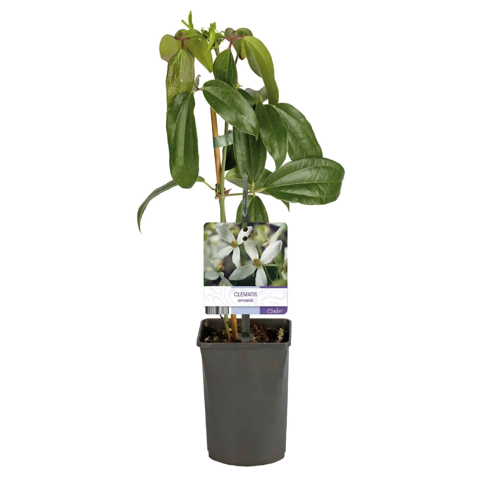 Image of Kletterpflanze – Clematis armandii – Weiße Blüten – Immergrün – Duftend – 11cm – Höhe 40cm – Frühblüher – Pflegeleicht-2