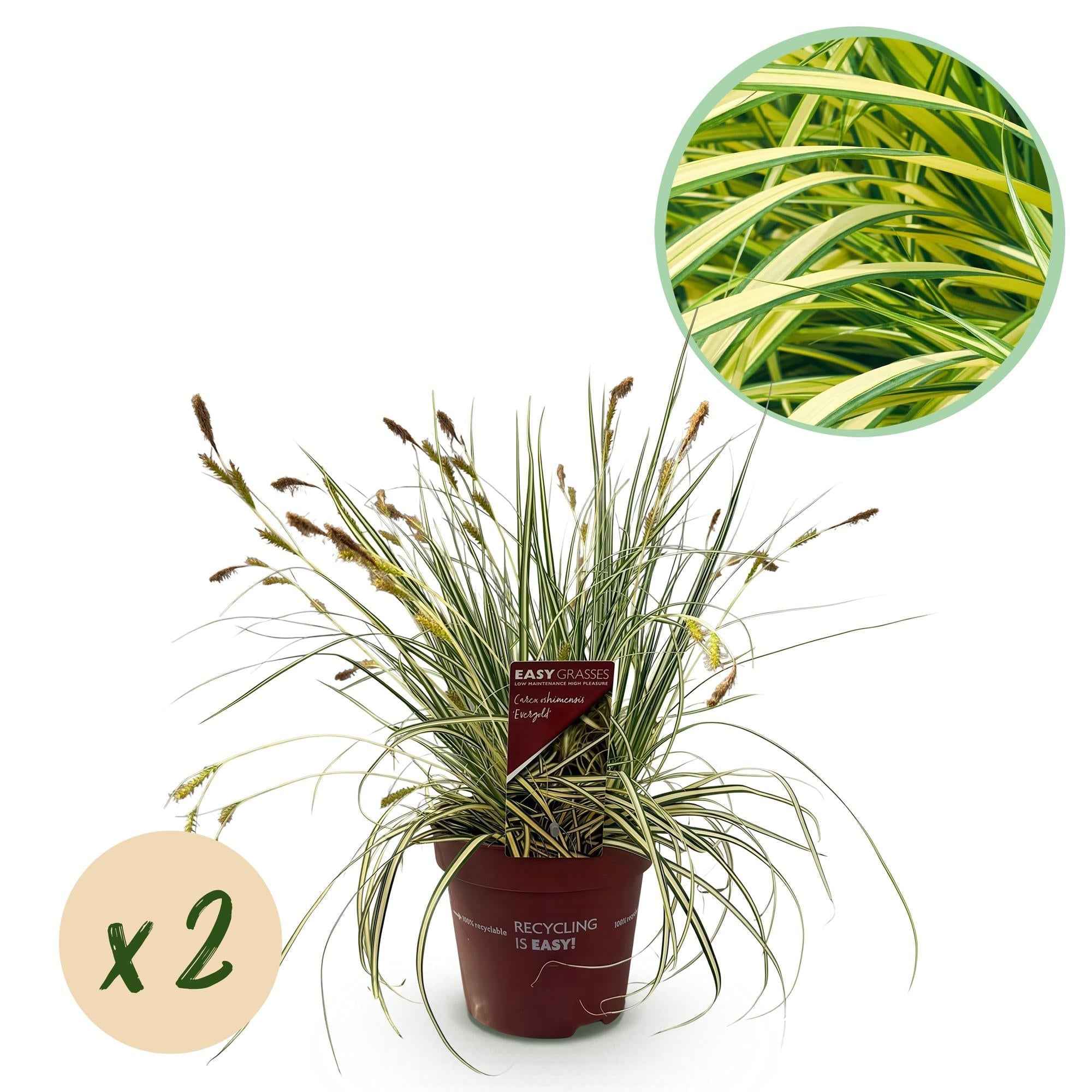 Image of Ziergras Carex oshimensis 'Evergold' – Immergrün – 2 Pflanzen – Ø17cm – Höhe 50cm – Gelb – Grün gestreift – Pflegeleicht – Für Sonne & Schatten