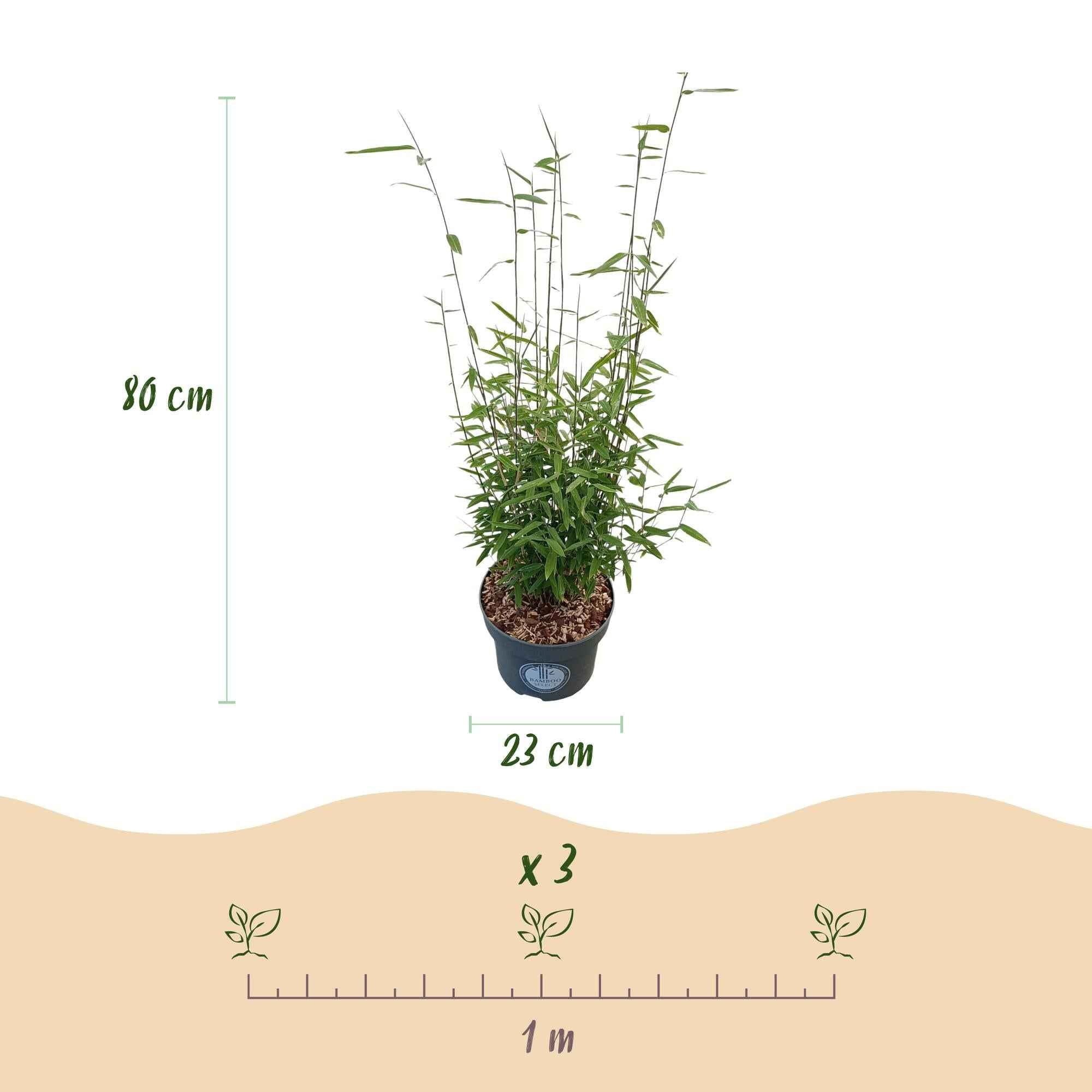 Image of Bambus Fargesia nitida Black Dragon nicht ausbreitend immergrün 80cm 23cm für Garten Terrasse Balkon Hecke Sichtschutz pflegeleicht winterhart