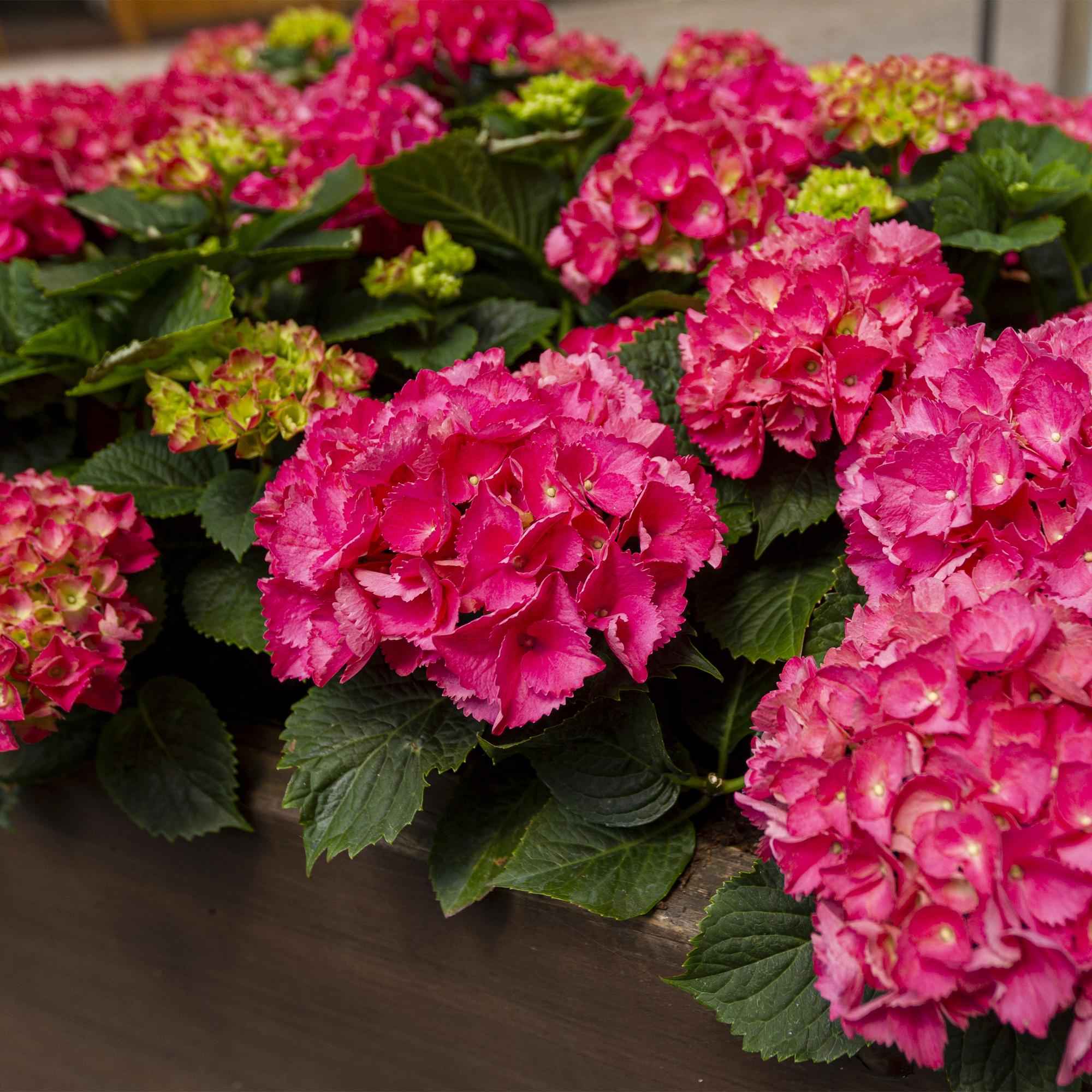 Image of Hortensie Hydrangea macrophylla rot winterhart 20-30cm 12cm für Garten Balkon Terrasse Beet blühender Zierstrauch pflegeleicht bienenfreundlich-0
