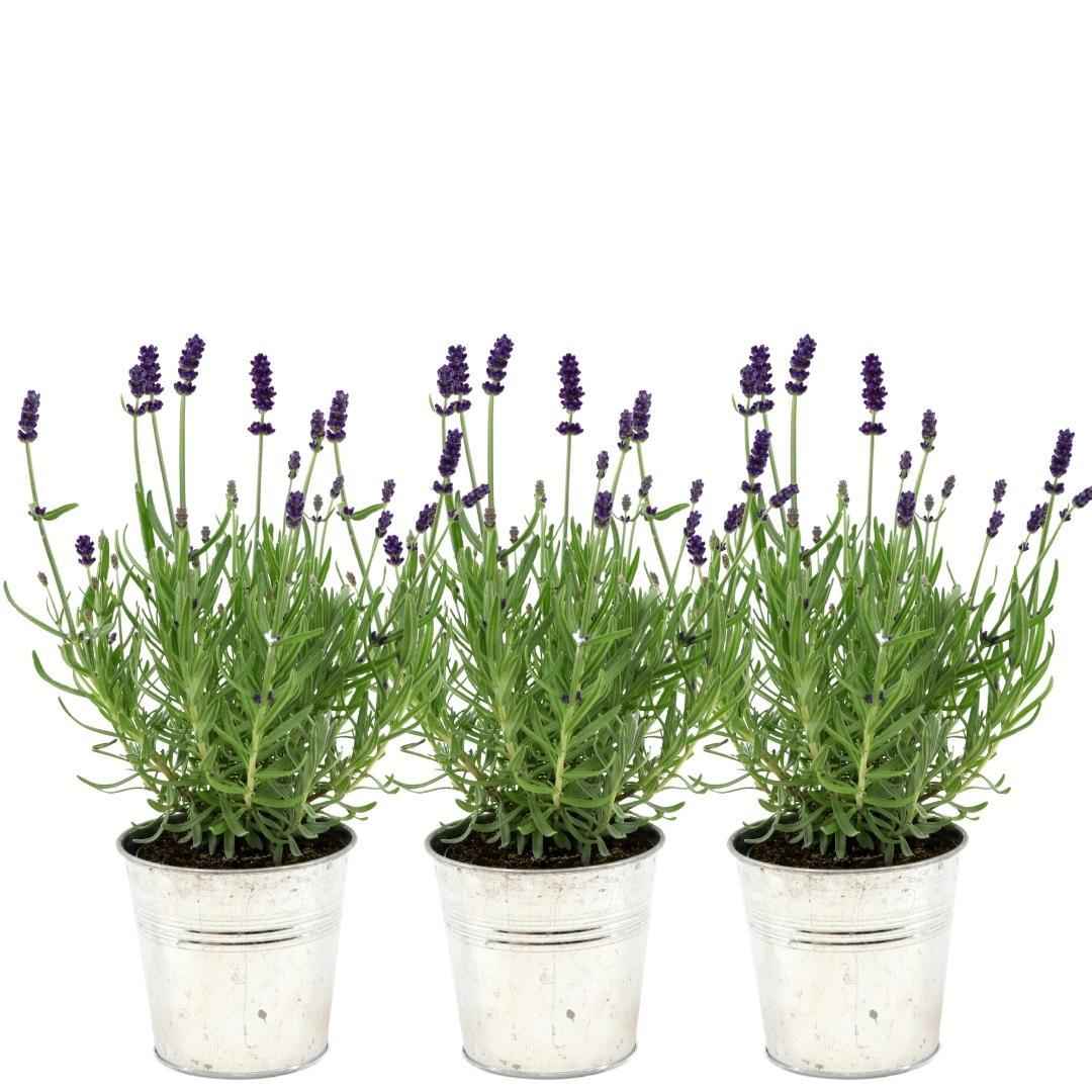 Image of Echter Lavendel Lavandula angustifolia Felice – 3 Pflanzen – Duftender Lavendel im Dekotopf Old Look – Ø13cm – Winterhart