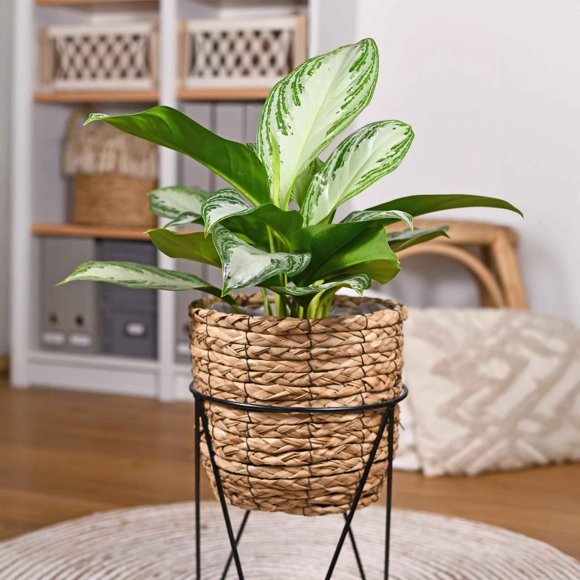 Image of Aglaonema Silver Bay – 17cm – Höhe 70-75cm – Pflegeleichte silber – grüne Zimmerpflanze mit dekorativem Blattmuster für Wohnräume und Büro-3