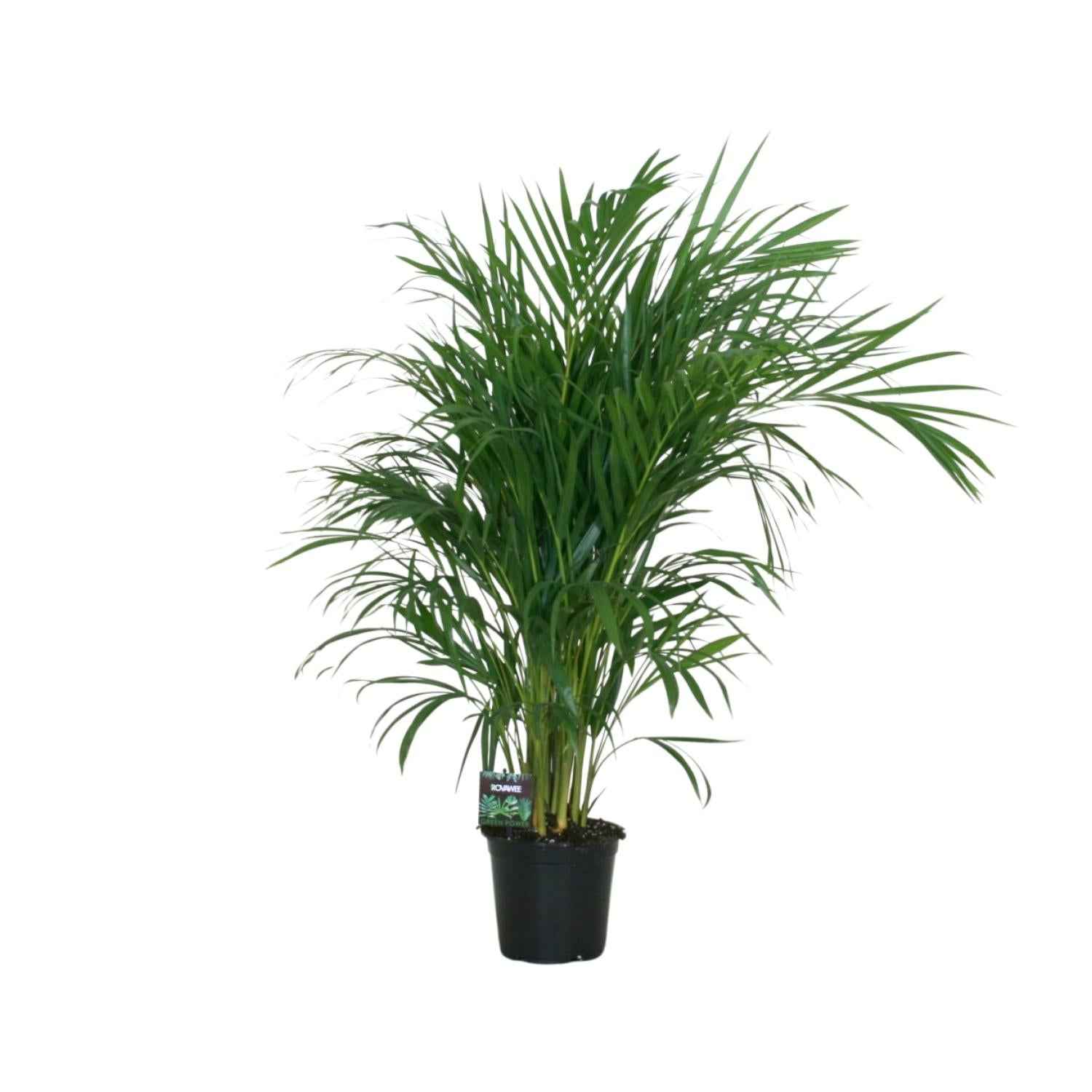 Image of Goldfruchtpalme – Dypsis lutescens – Zimmerpflanze – Luftreinigende Bambuspalme – ca. 100–120 cm hoch – Ø19 cm Topf – Tropisches Raumgrün für Wohnung & Büro-0