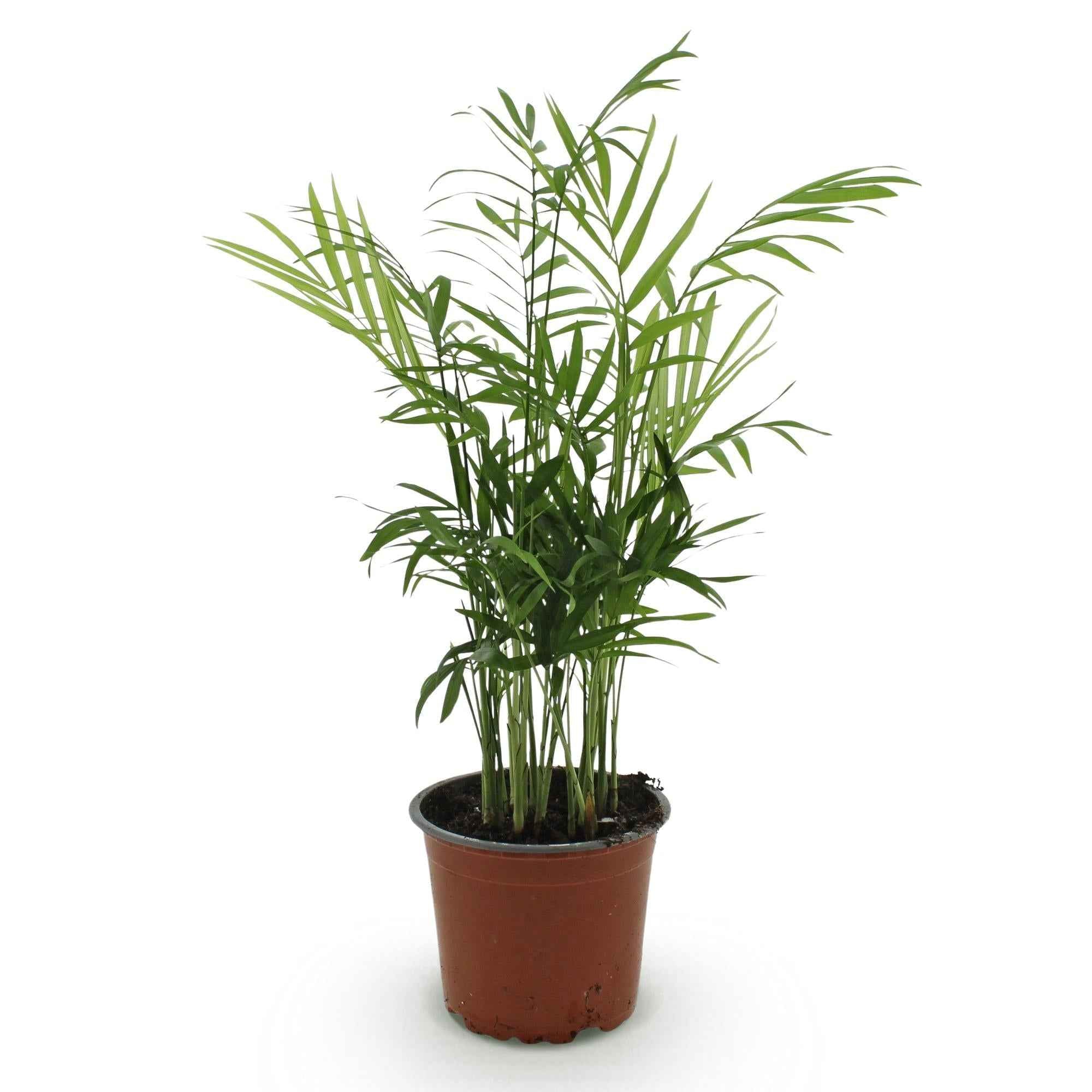 Image of Chamaedorea elegans Goldpalme – Haustierfreundliche Zimmerpflanze 12cm – Höhe ca.15cm – Pflegeleichte Grünpflanze für Wohnzimmer Büro & Schlafzimmer-0