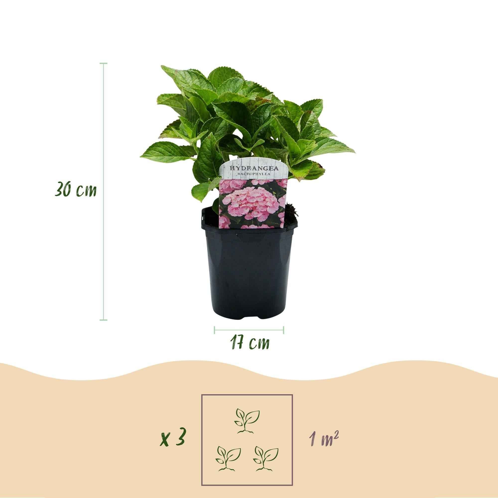 Image of Hortensie – Hydrangea macrophylla Rosa – Blüte Rosa – Ø17cm – ↕30cm – Blühpflanze für Garten & Topf – Pflegeleicht & Laubabwerfend-4