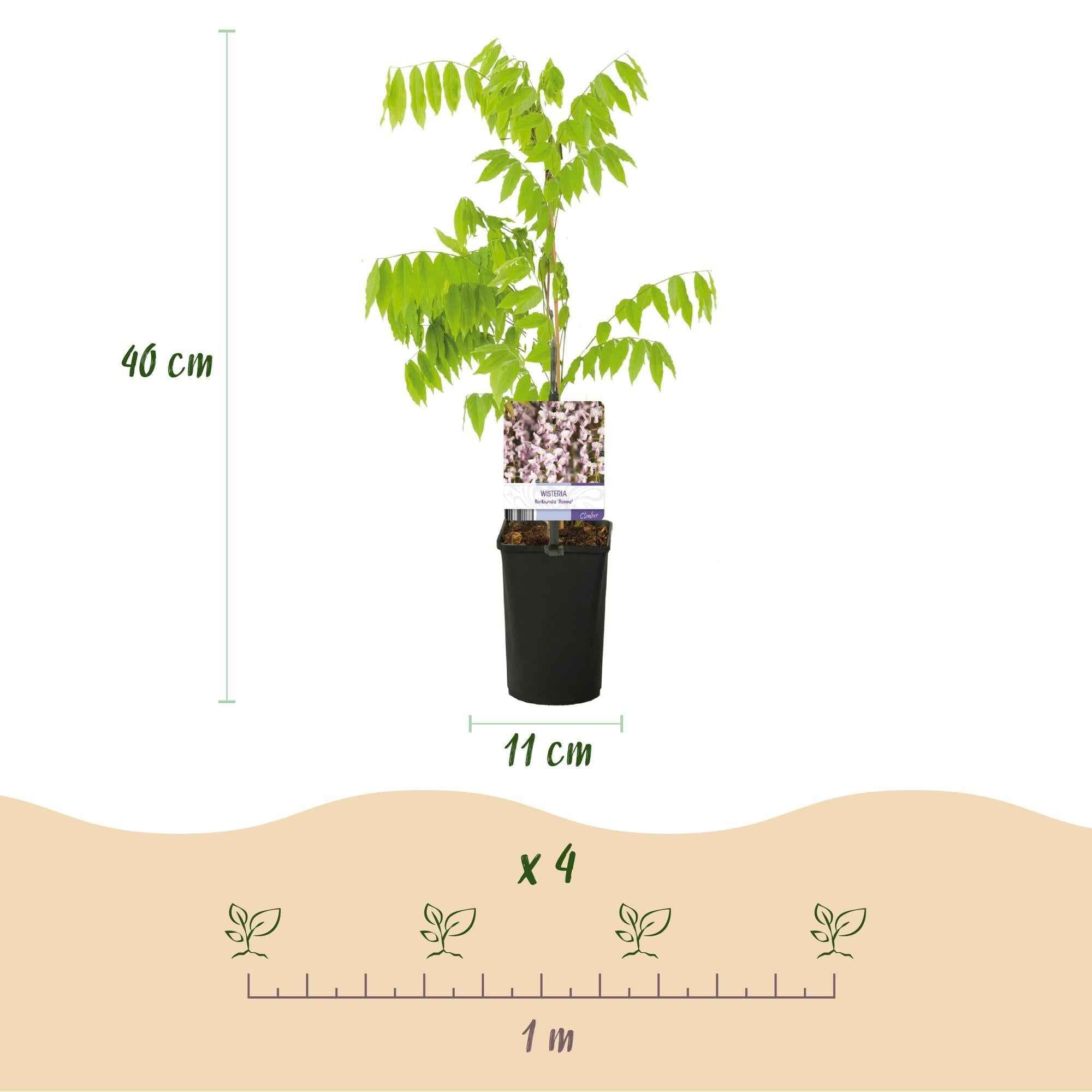 Image of Kletterpflanze Wisteria floribunda Rosea – Rosa Blütentrauben – Frühling – 11cm x H40cm – Pflegeleicht – Für Garten, Pergola & Zaun-3
