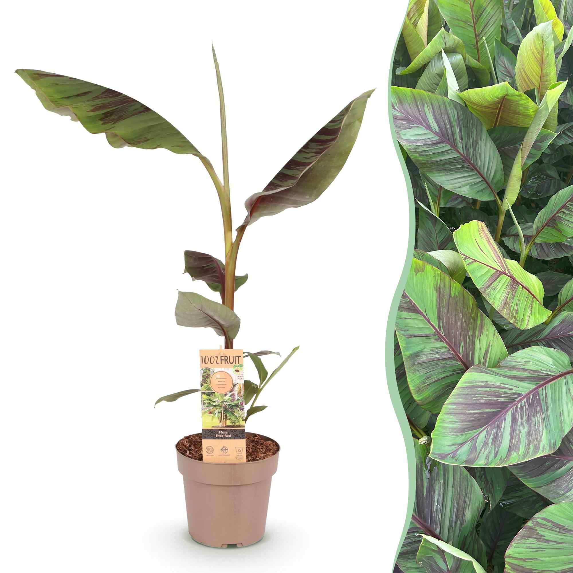 Image of Japanische Faserbanane Musa Ever Red – Obstpflanze – Winterhart – Ø21cm – Höhe ca. 90cm – Rote Stängel & grüne Blätter-0