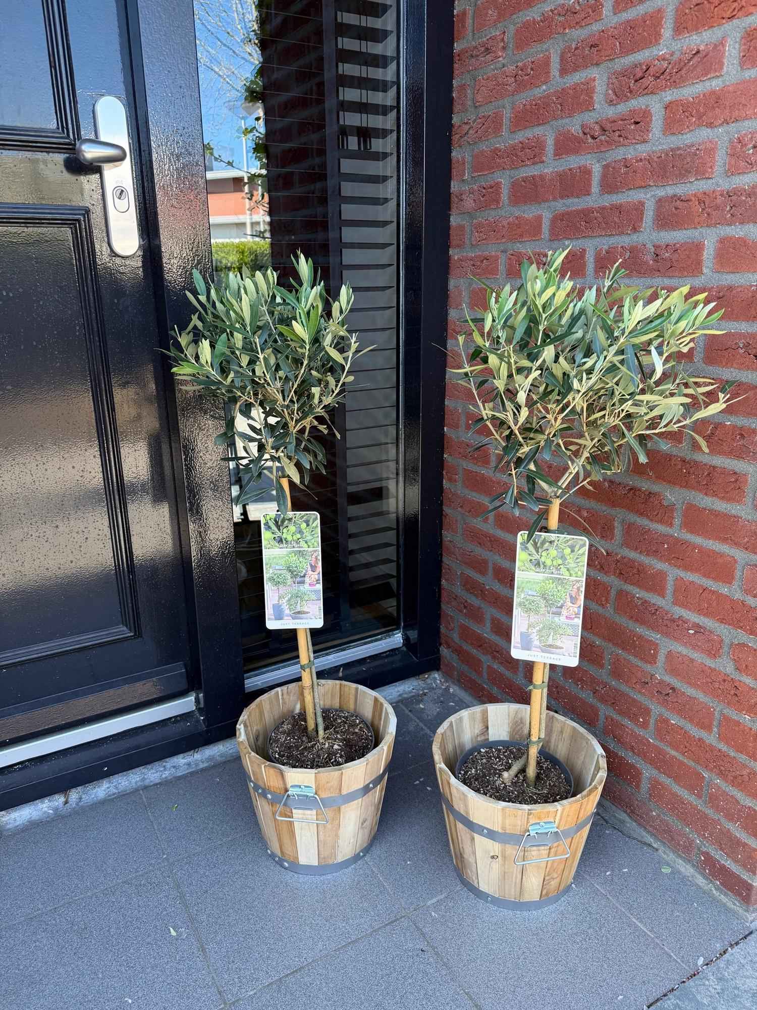 Image of Olea Europaea Olivenbaum auf Stamm – Immergrüne Terrassenpflanze – Pflegeleicht – Ø19cm – Höhe ca. 90cm – Mediterranes Flair für Balkon & Garten-3