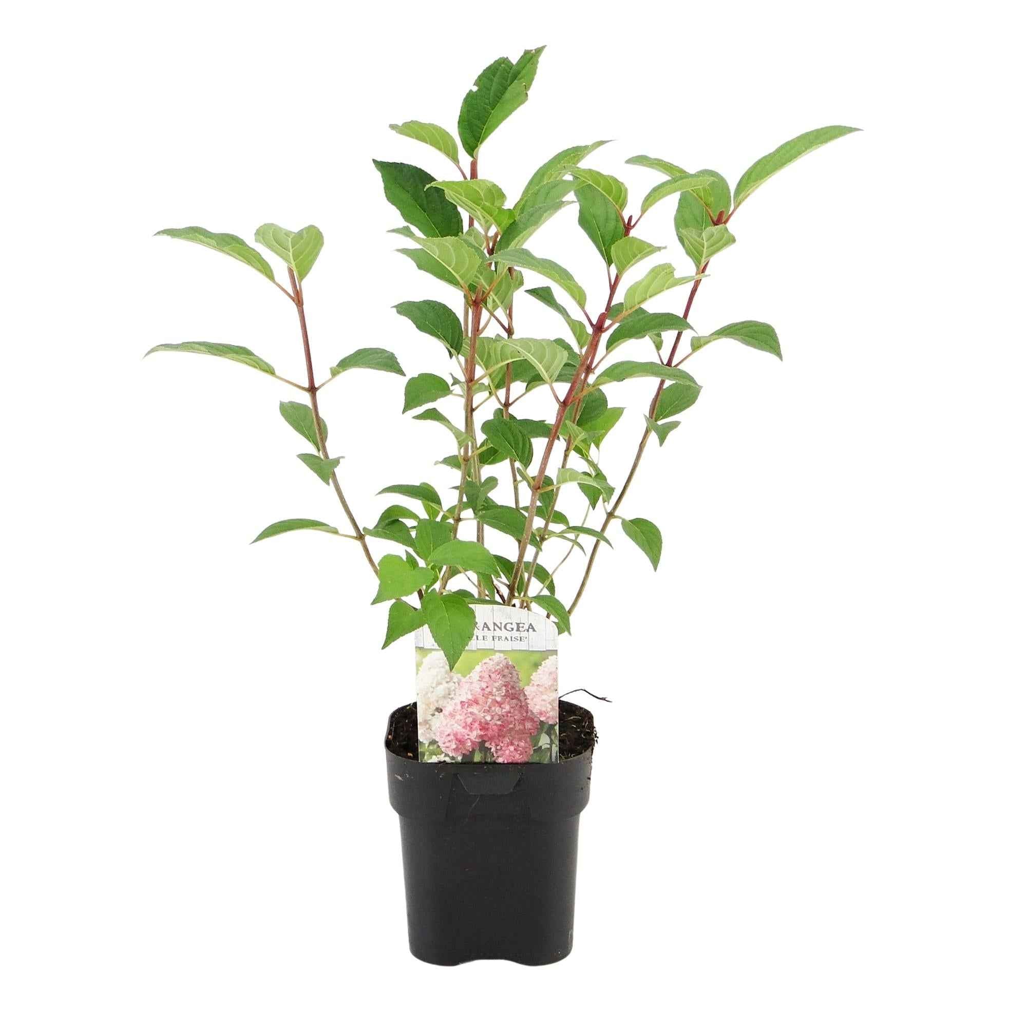 Image of Rispenhortensie – Hydrangea panniculata Vanille Fraise – Blüte Weiß-Rosa – 3 Pflanzen für 1m² – Laubabwerfend – Große Blüten – 17cm – Höhe ca. 50cm