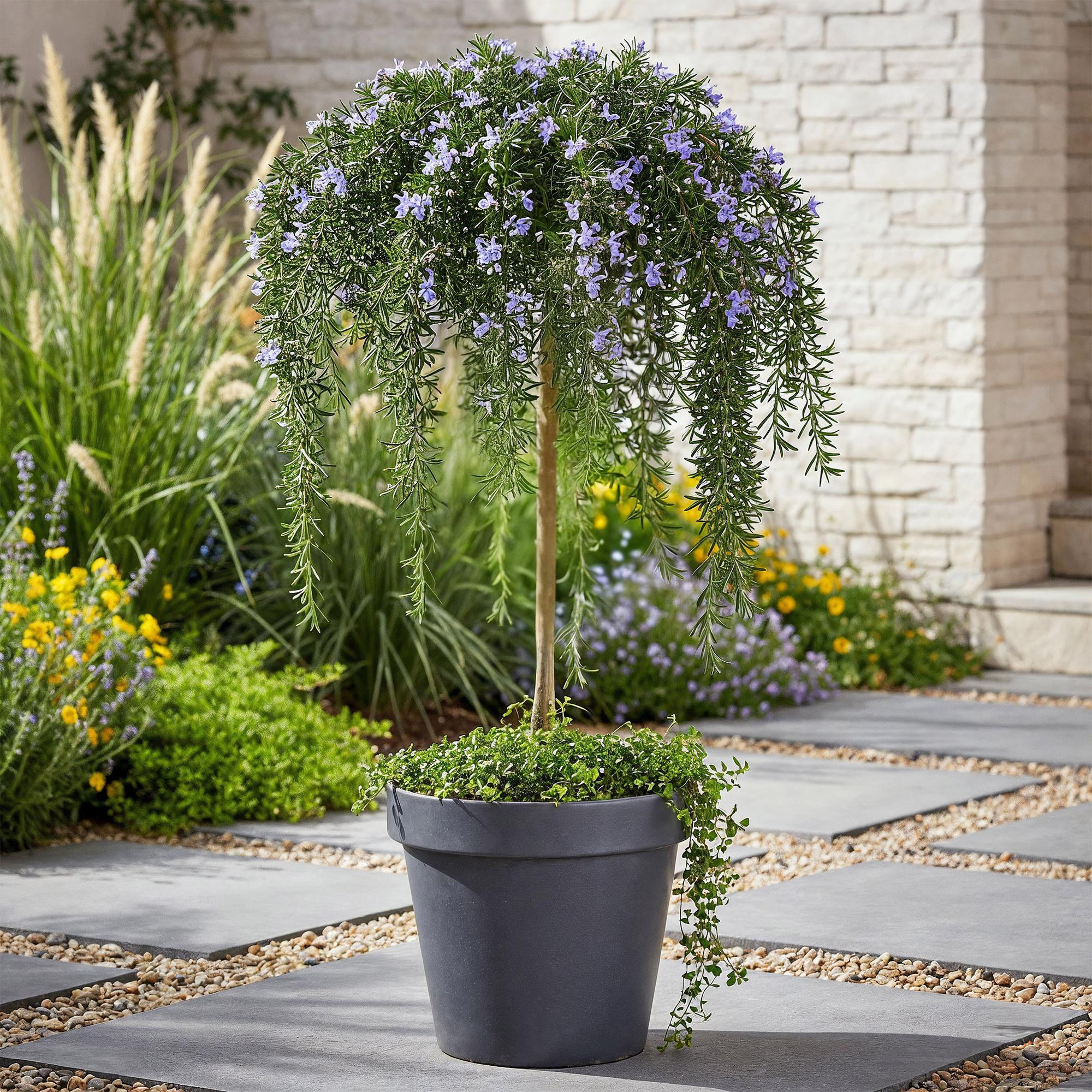 Image of Rosmarin Rosmarinus officinalis Prostratus – 19cm Höhe ca.90cm – Immergrün & winterhart – Lila Blüte – Duftender Kräuterrosmarin-4