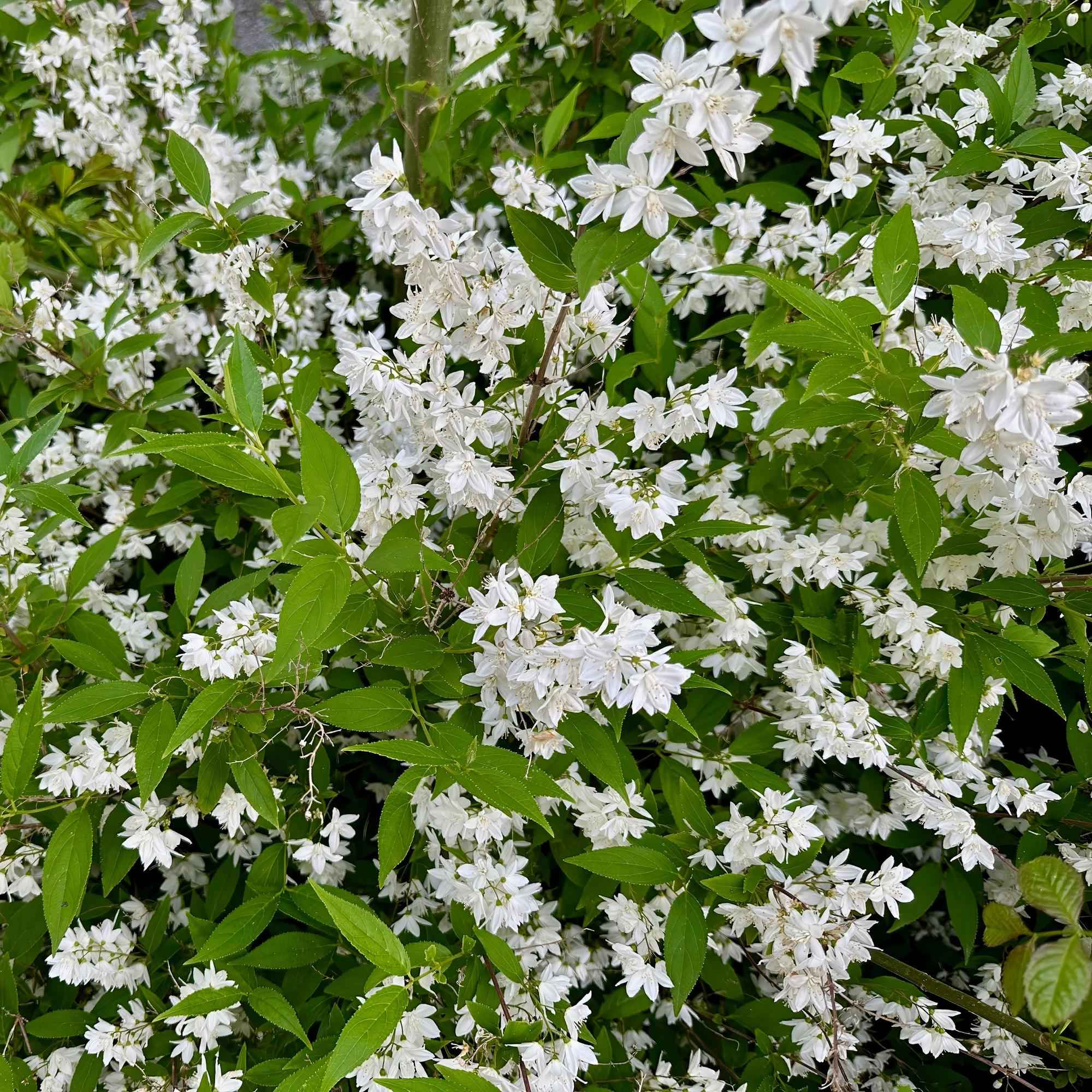 Image of Deutzia Gracilis – Zierlicher Strauch – Blüte Weiß – Bienen – & Schmetterlingsfreundlich – 17cm x H45cm – pflegeleicht-0