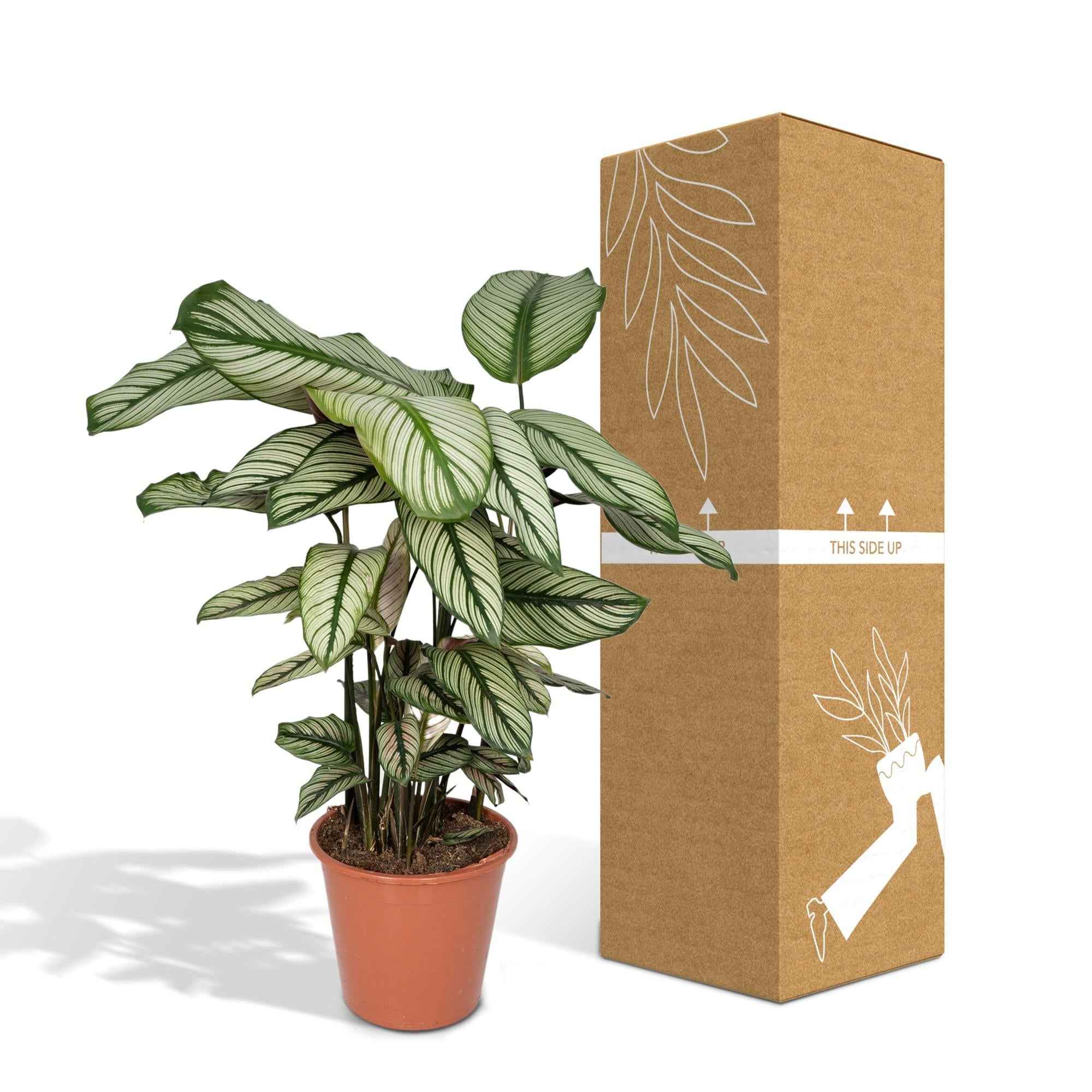 Image of Calathea Whitestar – Ø19cm x H50cm – Tropische Zimmerpflanze mit lebendigem Blattspiel – Luftreinigend & pflegeleicht – Im Pflanztopf
