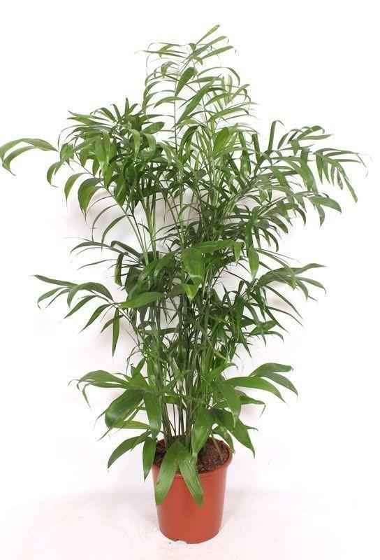 Image of Chamaedorea seifrizii Bergpalme 170cm große Pflanze Zimmerpalme pflegeleicht für Zimmer Büro Wintergarten tropische Palmenpflanze für helle Innen-0