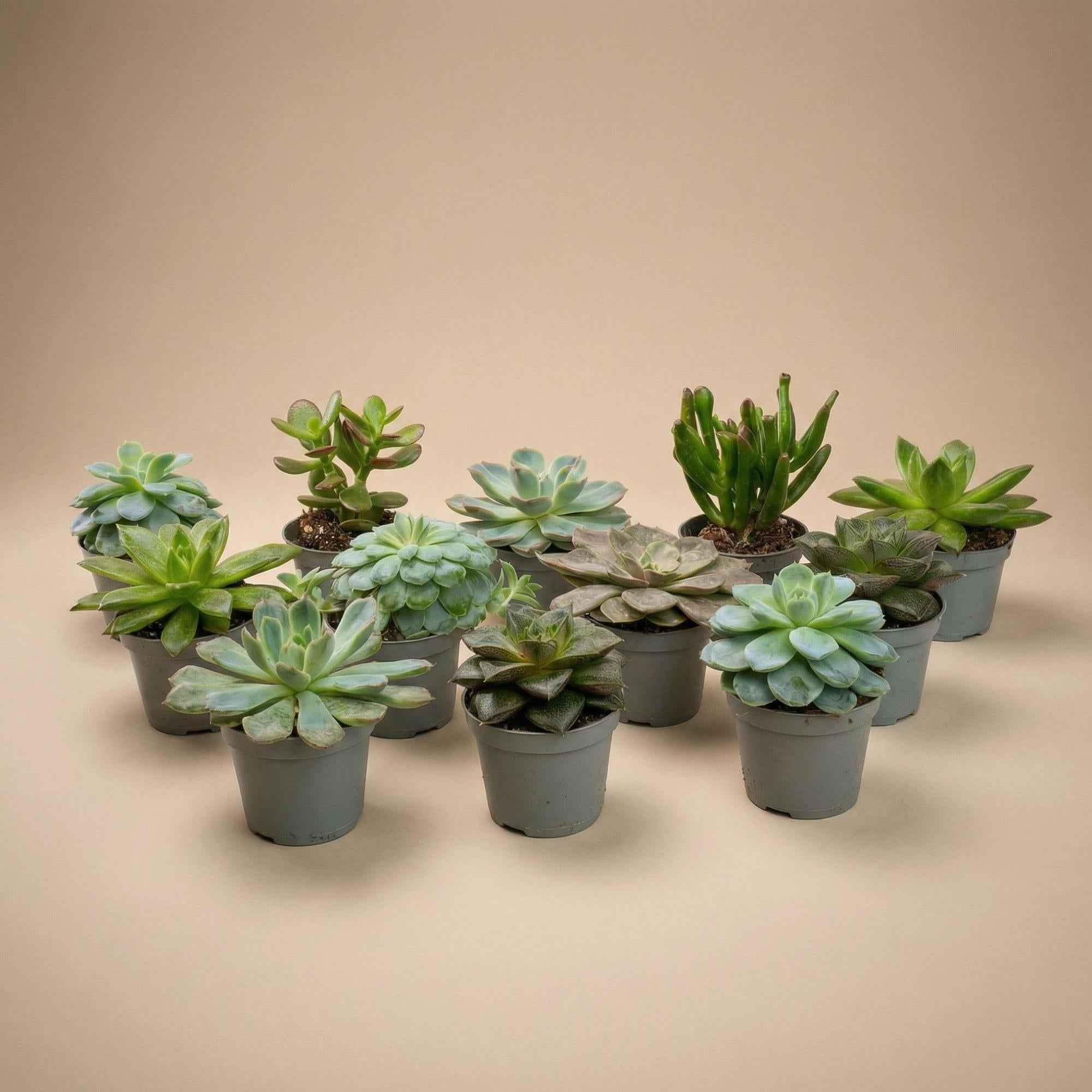 Image of 12er – Set Sukkulenten Mix – 12 verschiedene Mini – Sukkulenten im 6cm Topf – 8-12cm hoch – ideal für offene Terrarien & Geschenk-1