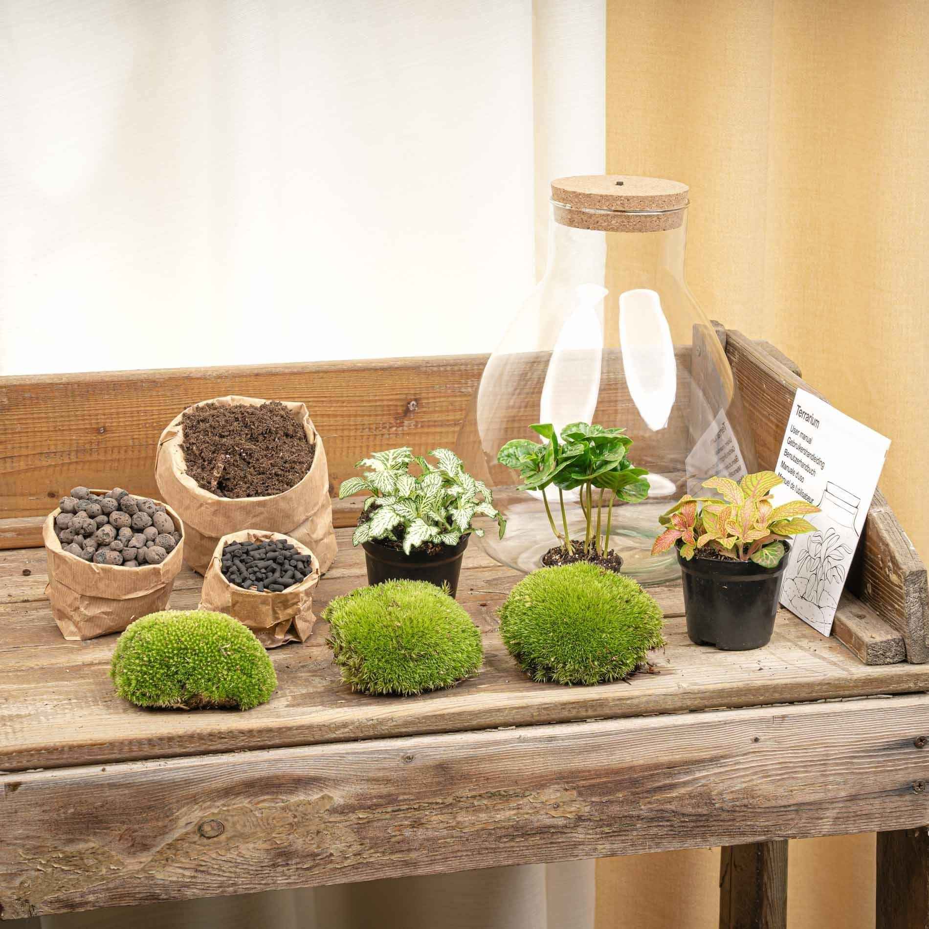 Image of Flaschengarten Sam mit LED – DIY Bausatz Terrarium – ↕30cm – Do – It – Yourself Pflanzen – Set mit LED – Beleuchtung & Korkdeckel-1