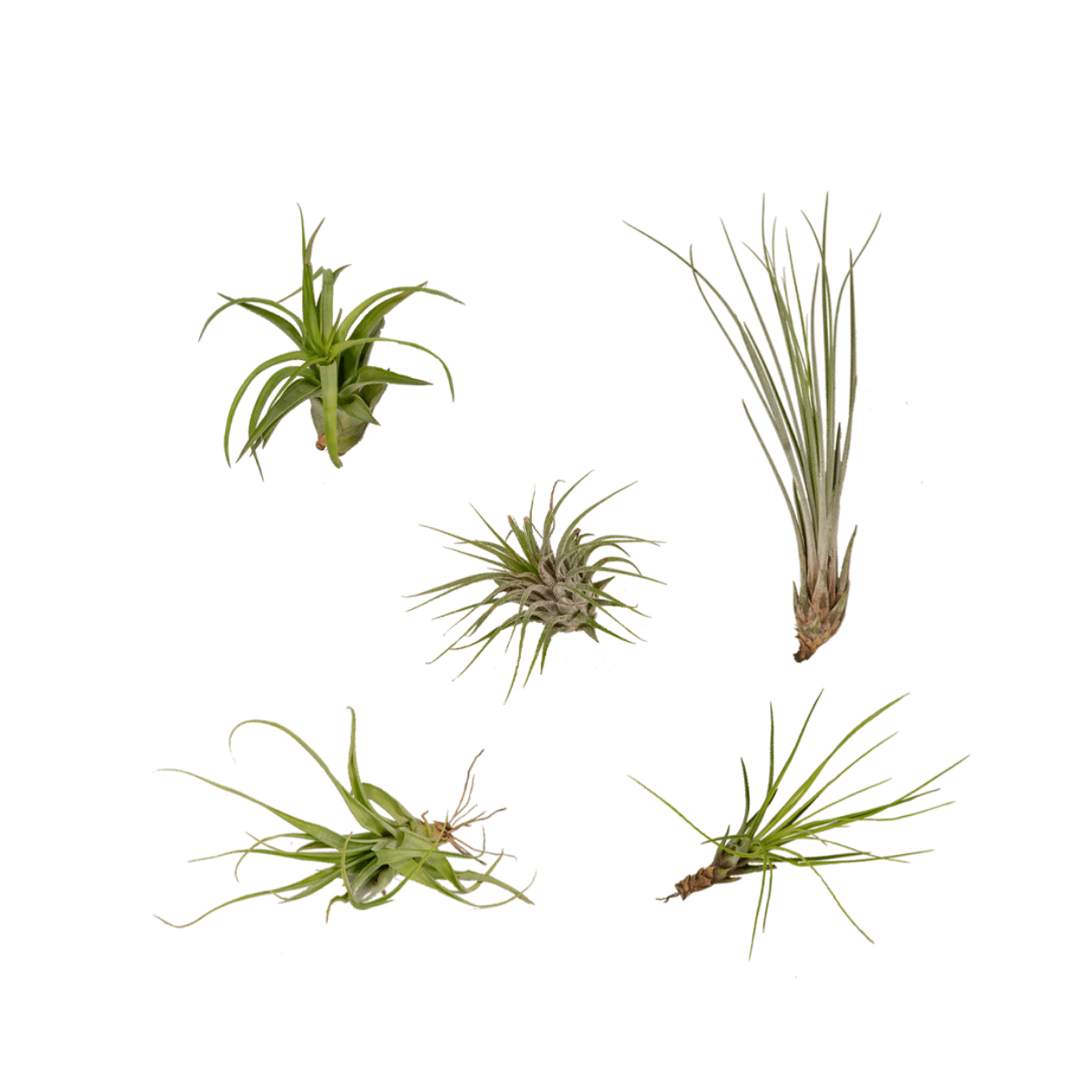 Image of Tillandsia Air Mix – 5 Luftpflanzen – Ø6cm – Pflegeleichte Tillandsien – Mischung – Ohne Erde – Für helle Innenräume & kreative Deko